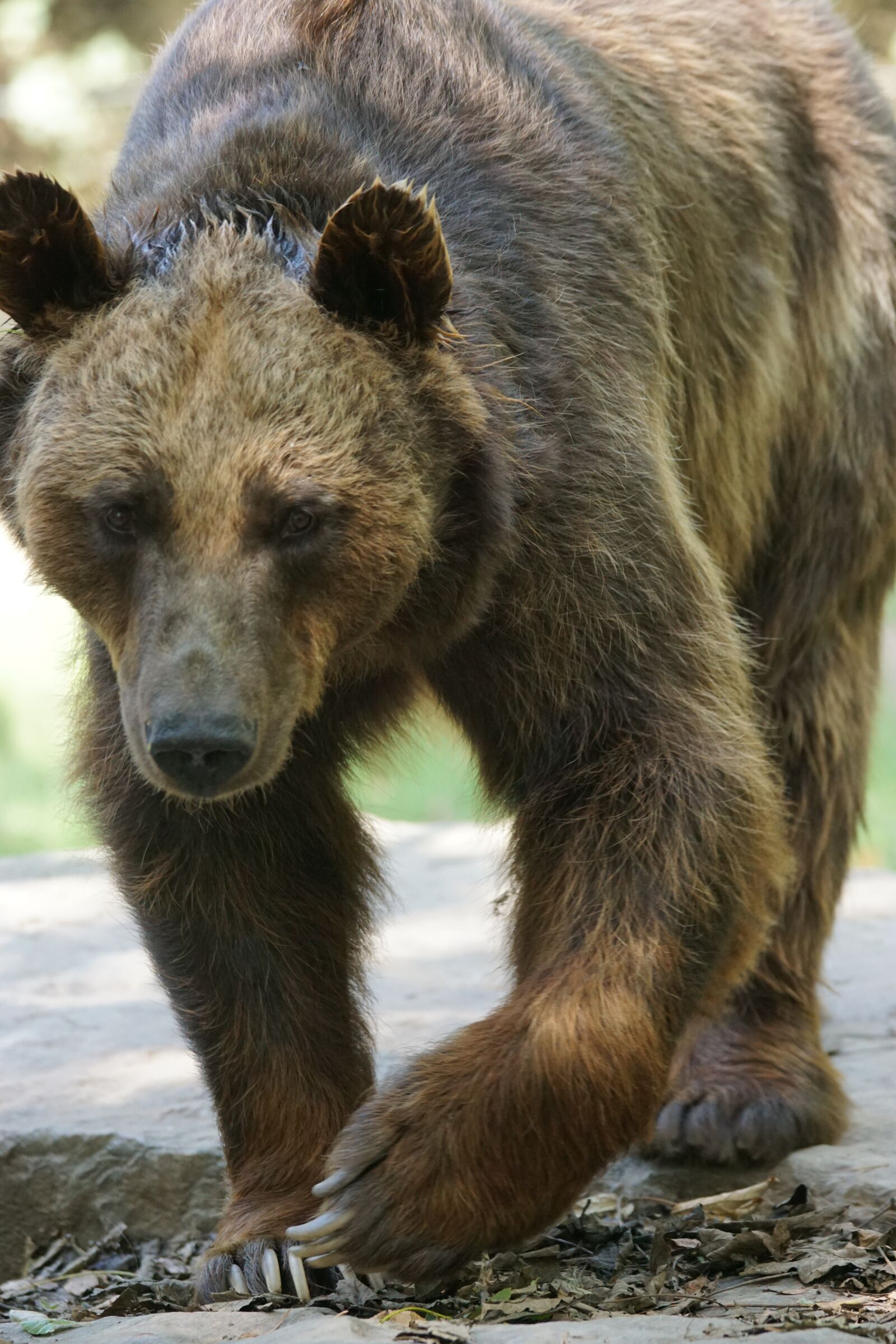 Sony ILCA-77M2 + Sony 70-400mm F4-5.6 G SSM sample photo. Bear, dangerous, maverick photography