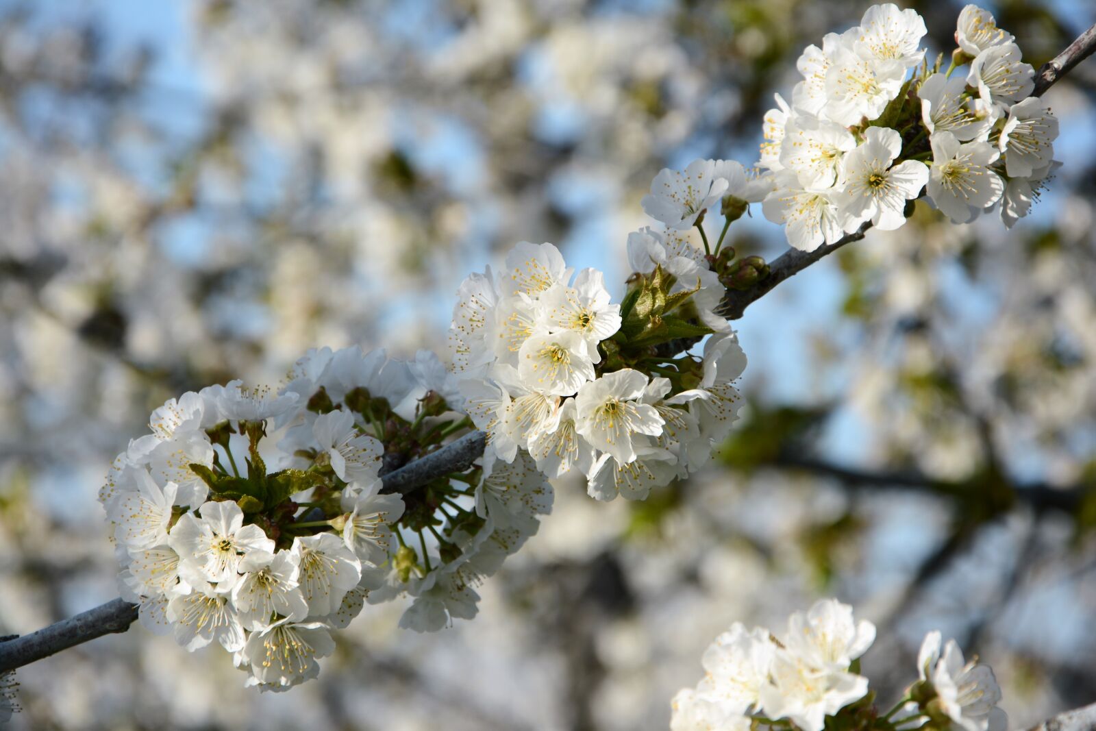 Nikon D7100 sample photo. Cherry, flower, sprig photography