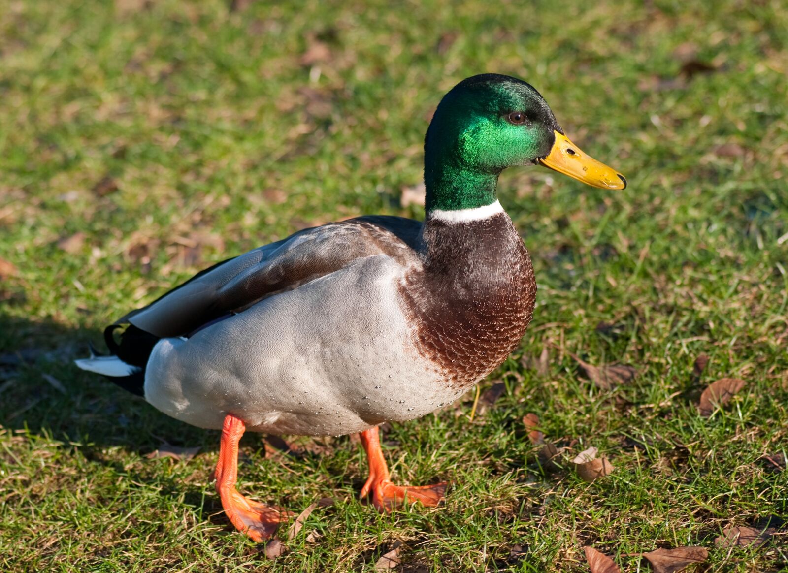 Nikon D300 sample photo. Duck, mallard, male photography