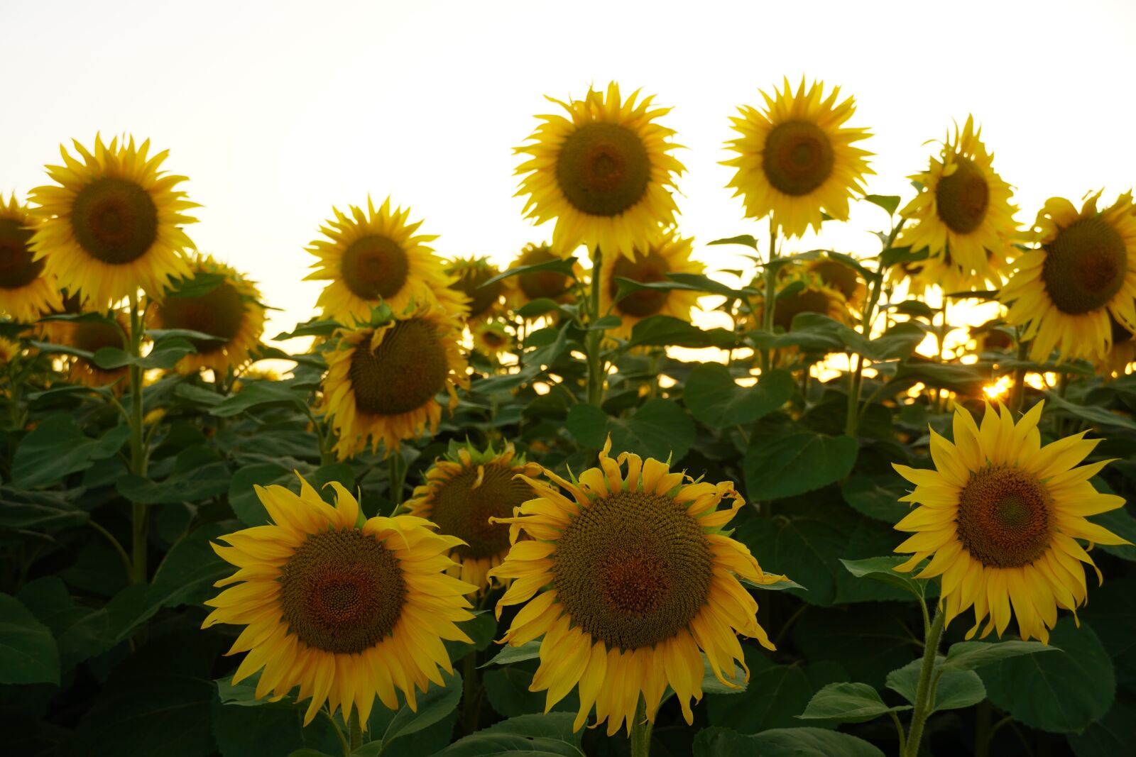 Sony a6400 sample photo. Sunset, flower, bloom photography