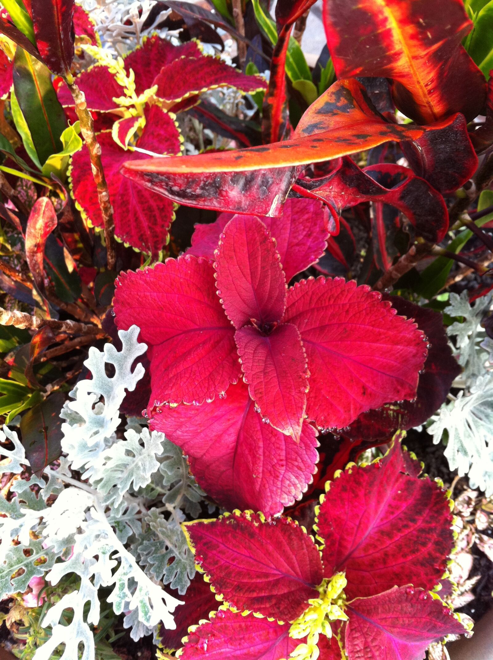 Apple iPhone 4 sample photo