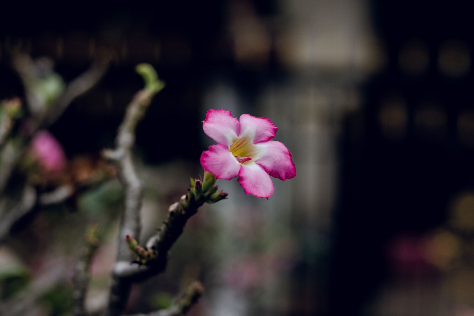 Canon EOS 700D (EOS Rebel T5i / EOS Kiss X7i) + Canon EF 50mm F1.8 STM sample photo. Invited to visit, flower photography