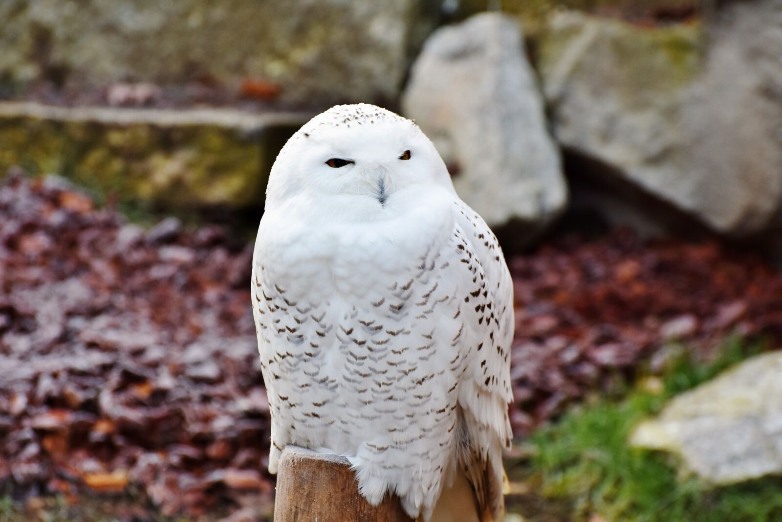 Nikon D7200 sample photo. Snowy owl, owl, raptor photography