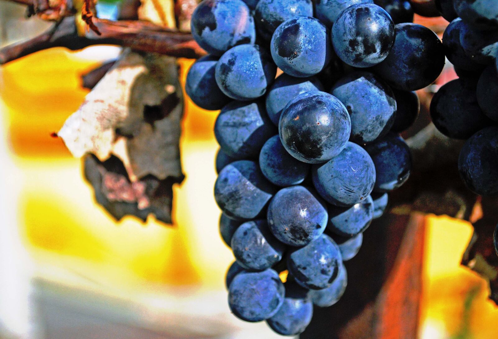 Nikon D3000 sample photo. Grape, tree, fruit photography