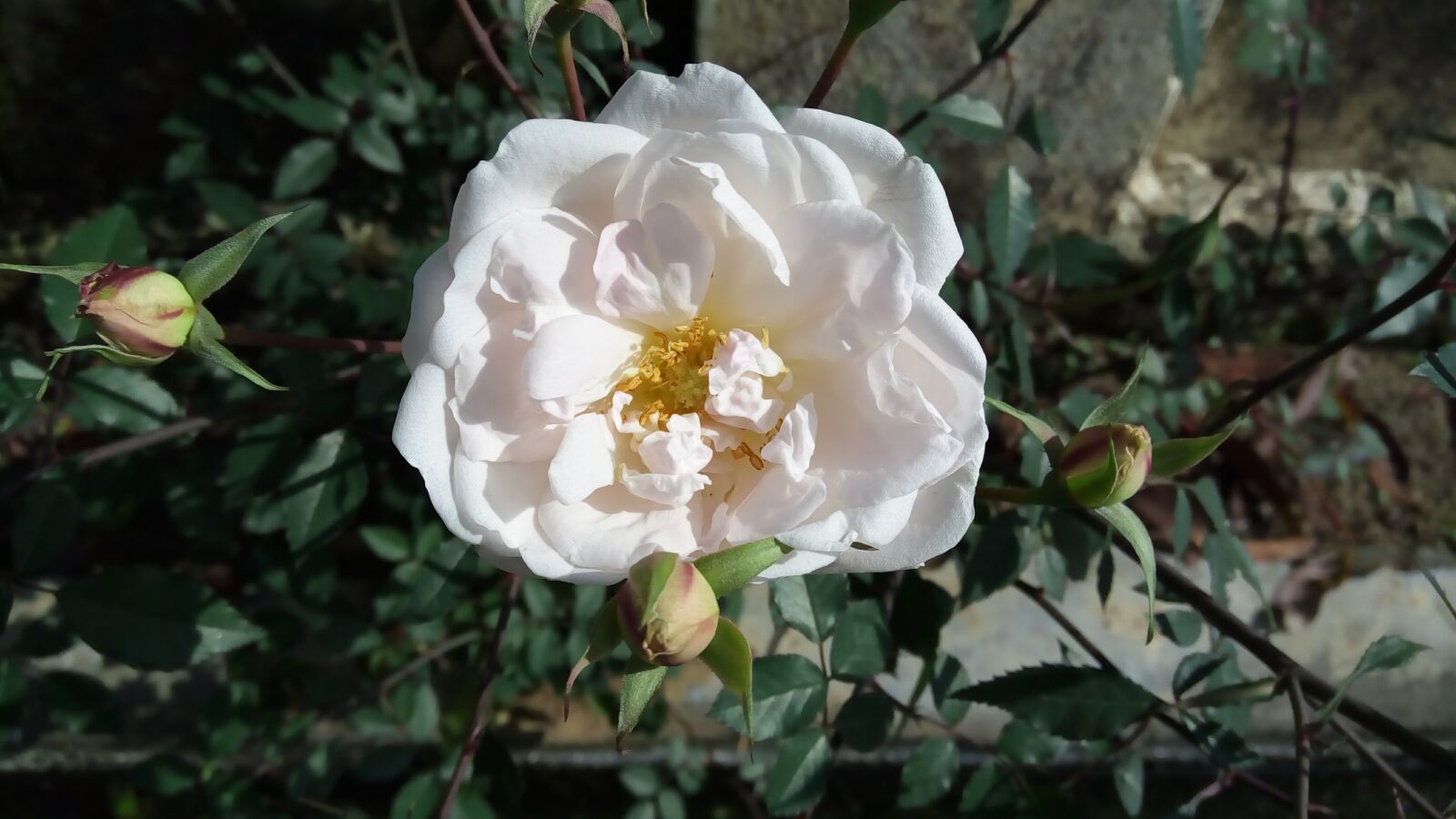Lenovo VIBE X3 LITE sample photo. Flower, flora, nature photography