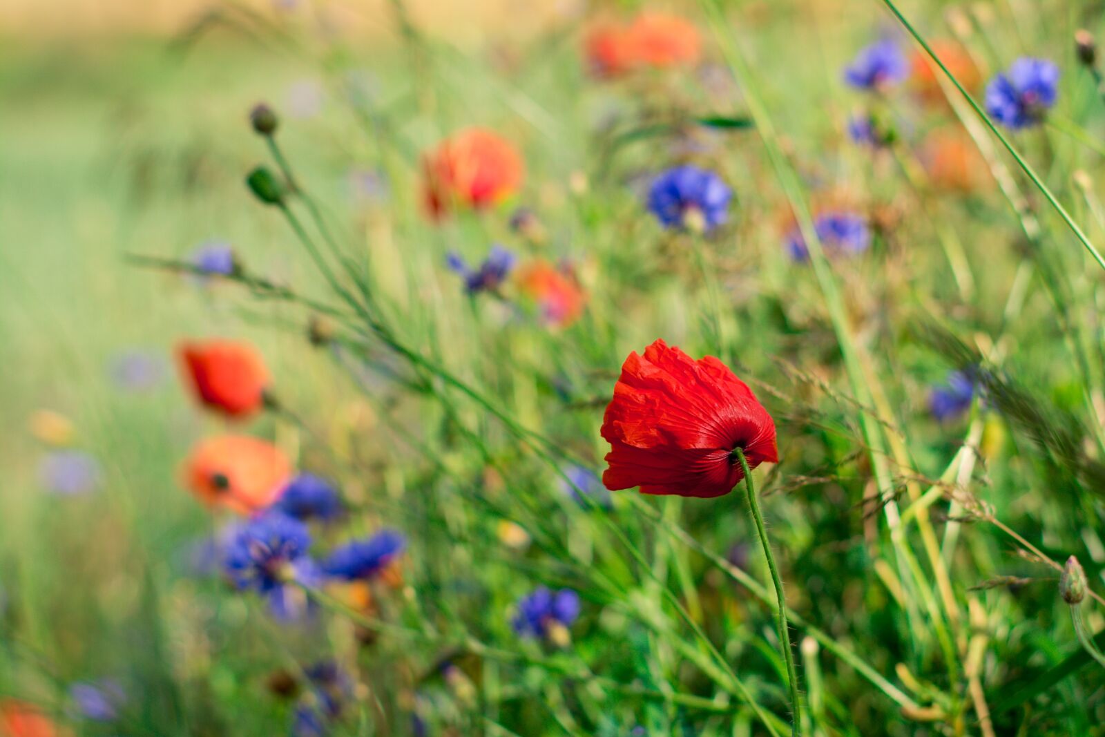 Nikon D5200 sample photo. Poppies, charby, flowers photography