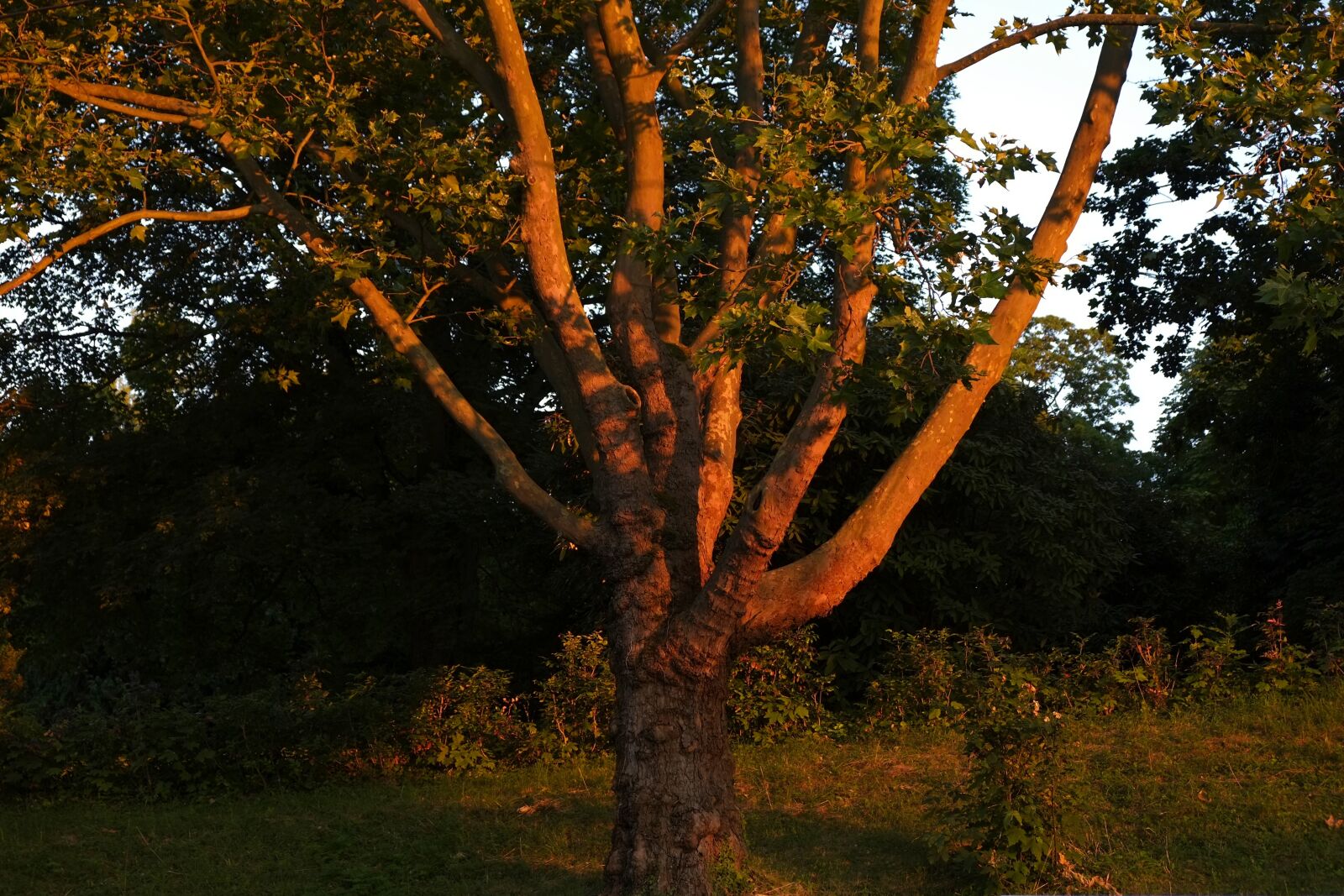 Fujifilm X-E1 sample photo. Tree, aesthetic, branches photography