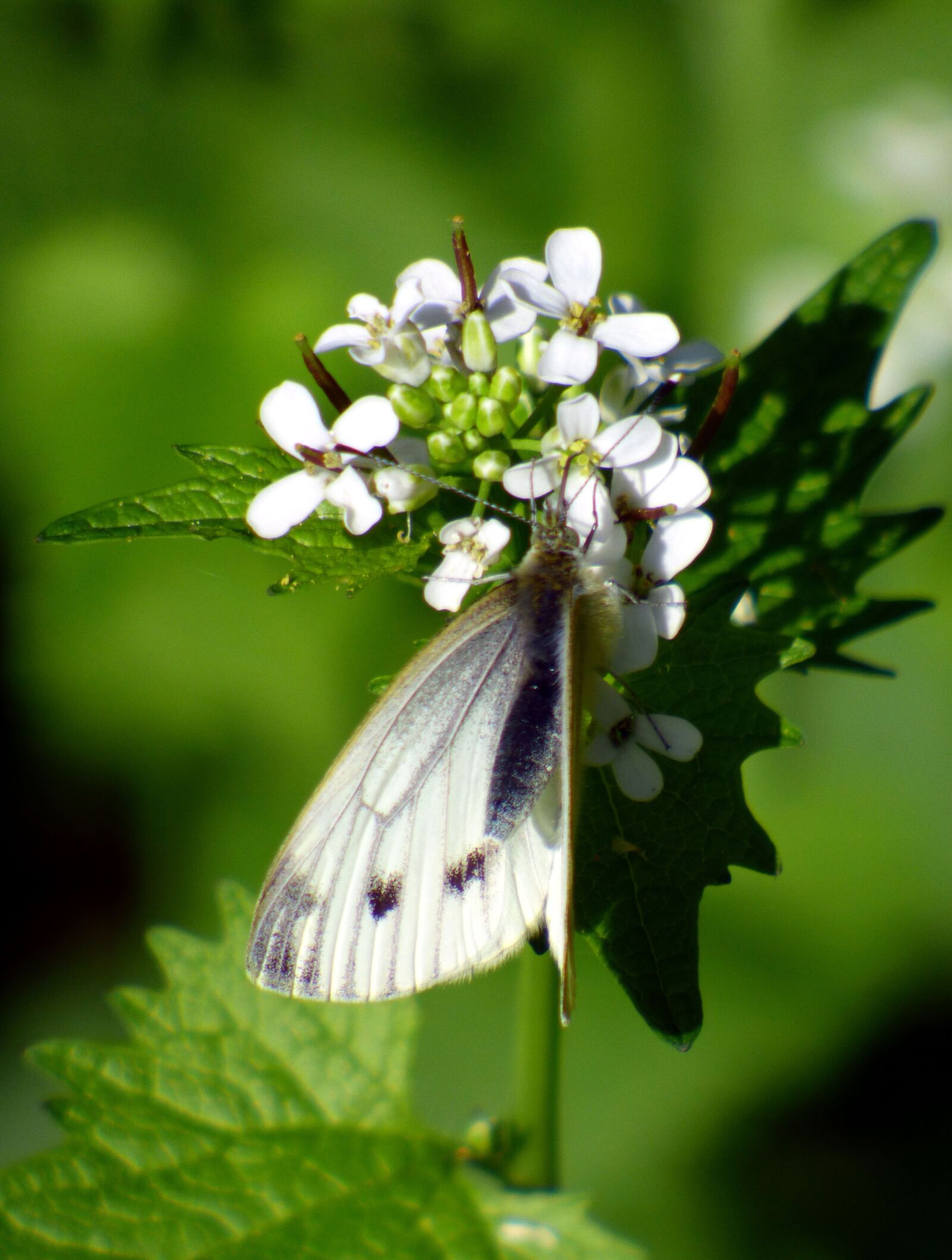 Panasonic DMC-FZ72 sample photo. Butterfly, white, insects photography