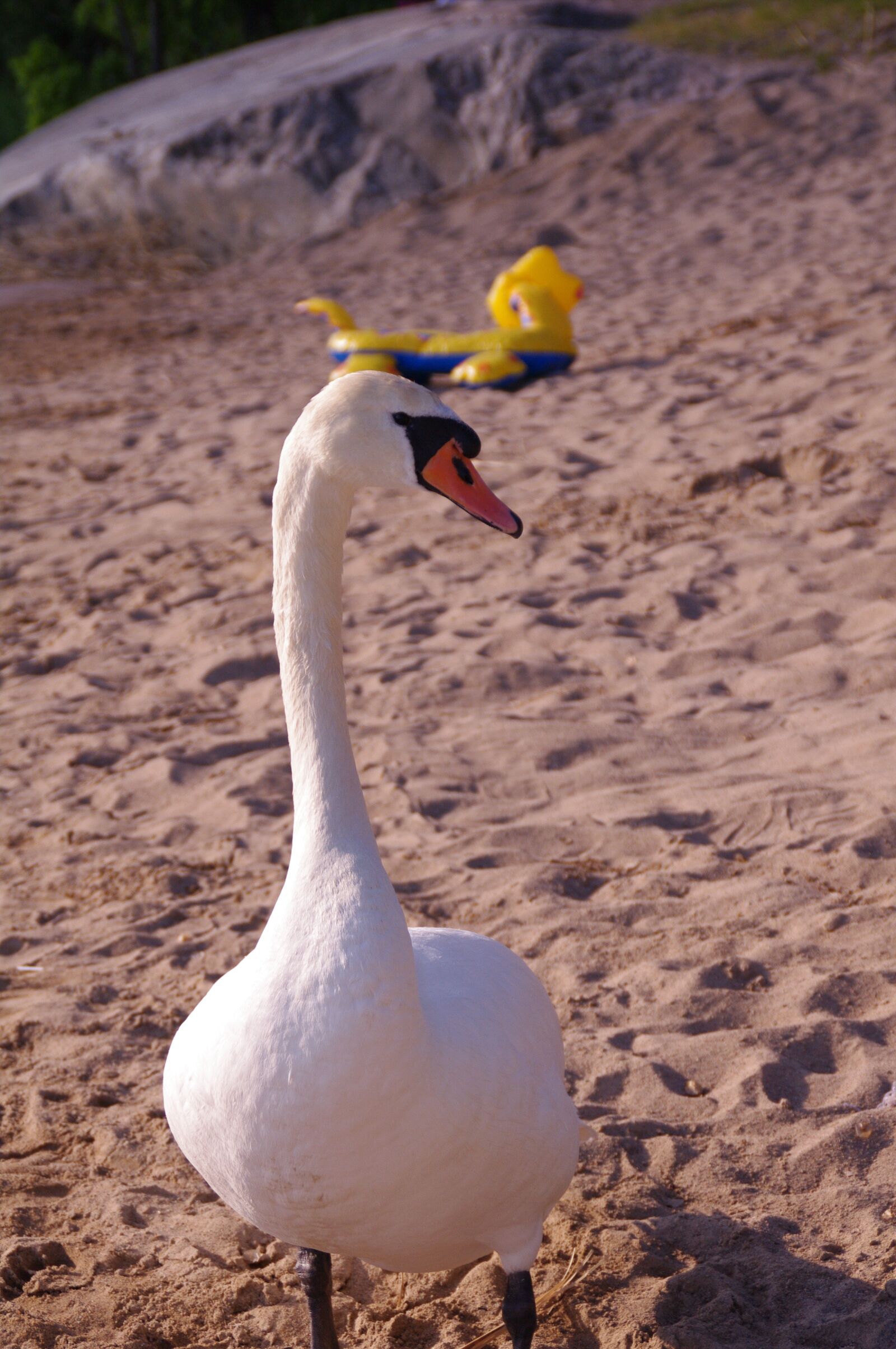 Pentax K-7 sample photo. Swan, beach, nature photography