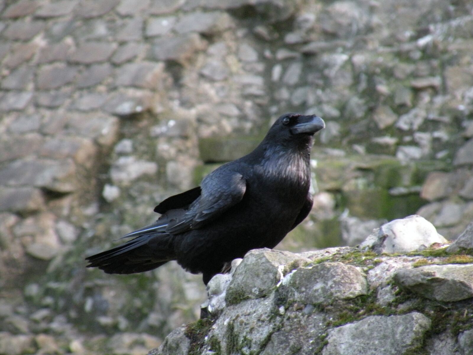 Nikon Coolpix P80 sample photo. Bird, black, crow photography