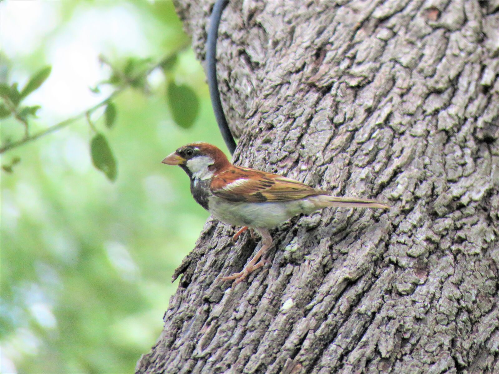 Canon PowerShot SX60 HS sample photo. Bird, wildlife, brown photography