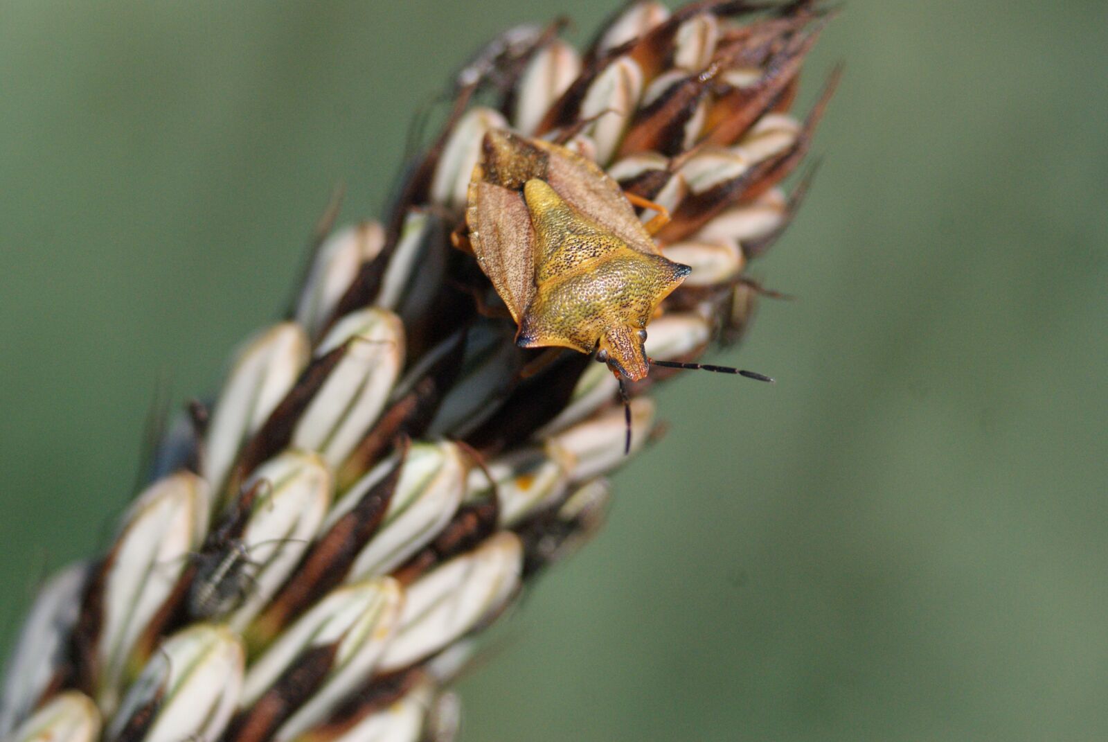 Sony Alpha DSLR-A230 sample photo. Plant, bug, spikes photography