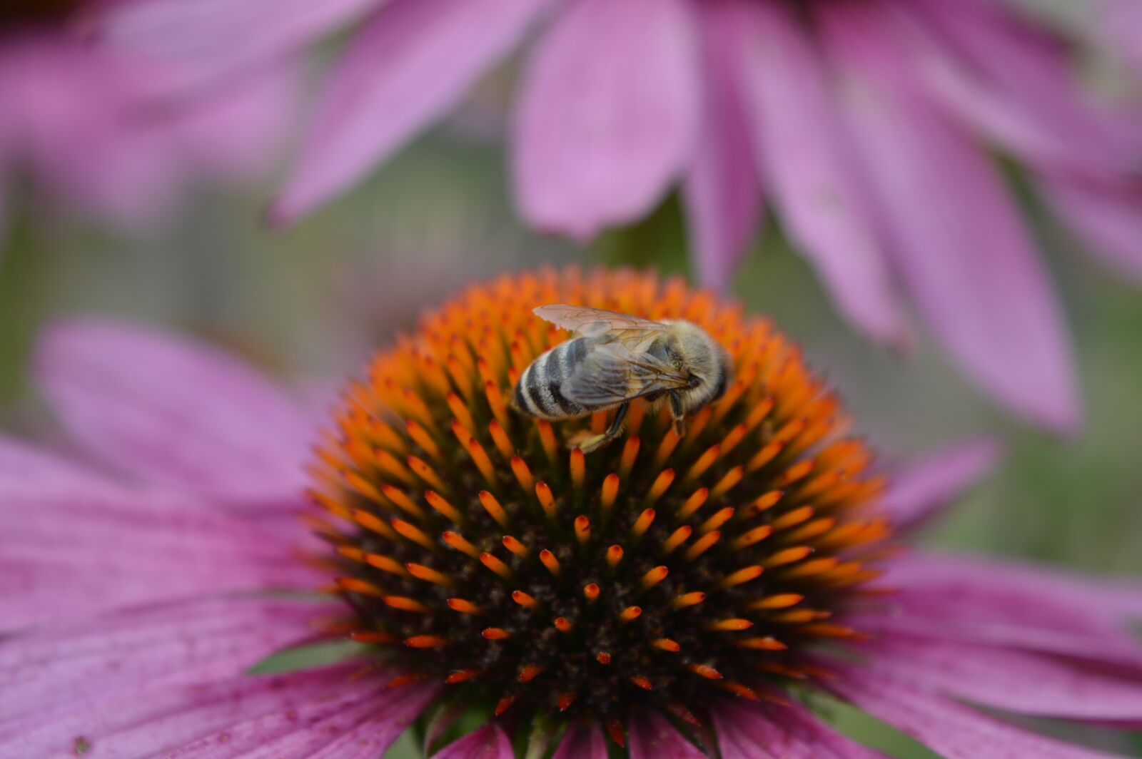 Nikon D3200 sample photo. Bee, insect, wings photography