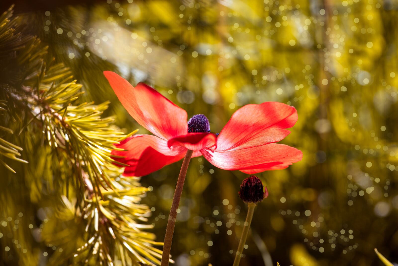 Nikon D750 sample photo. Anemone, red, red anemone photography