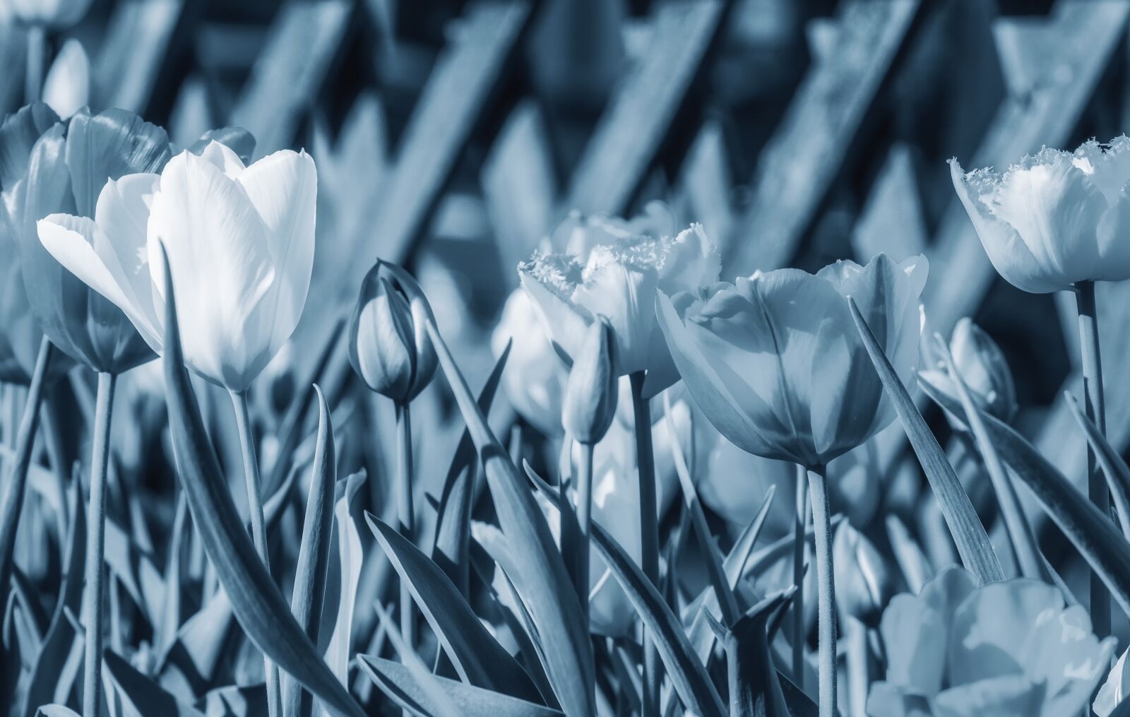 Fujifilm XF 55-200mm F3.5-4.8 R LM OIS sample photo. Tulip, flower, garden photography