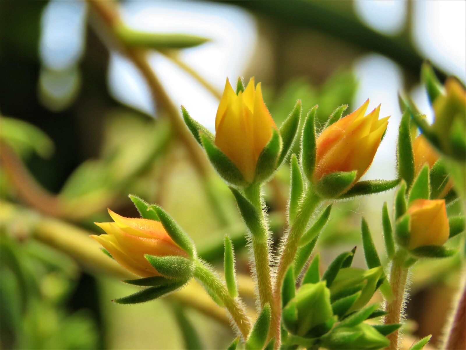 Canon PowerShot SX60 HS sample photo. Flowers, plant, nature photography
