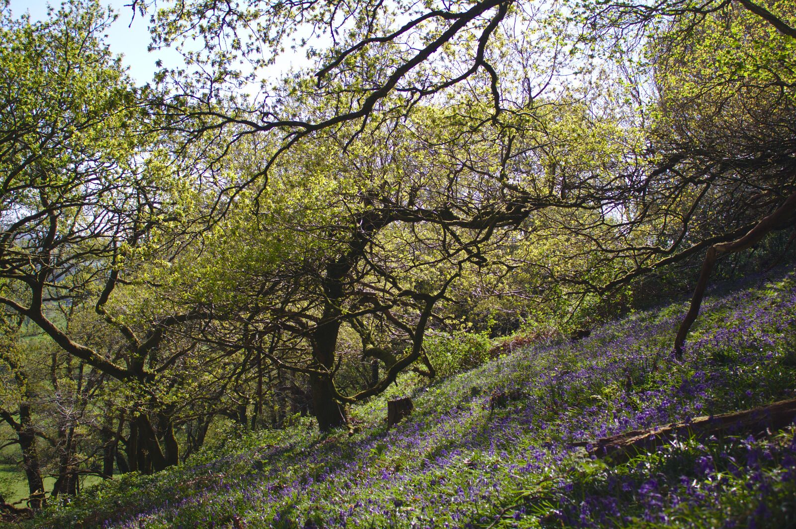 Canon EOS 50D sample photo. Trees, woods, bluebells photography