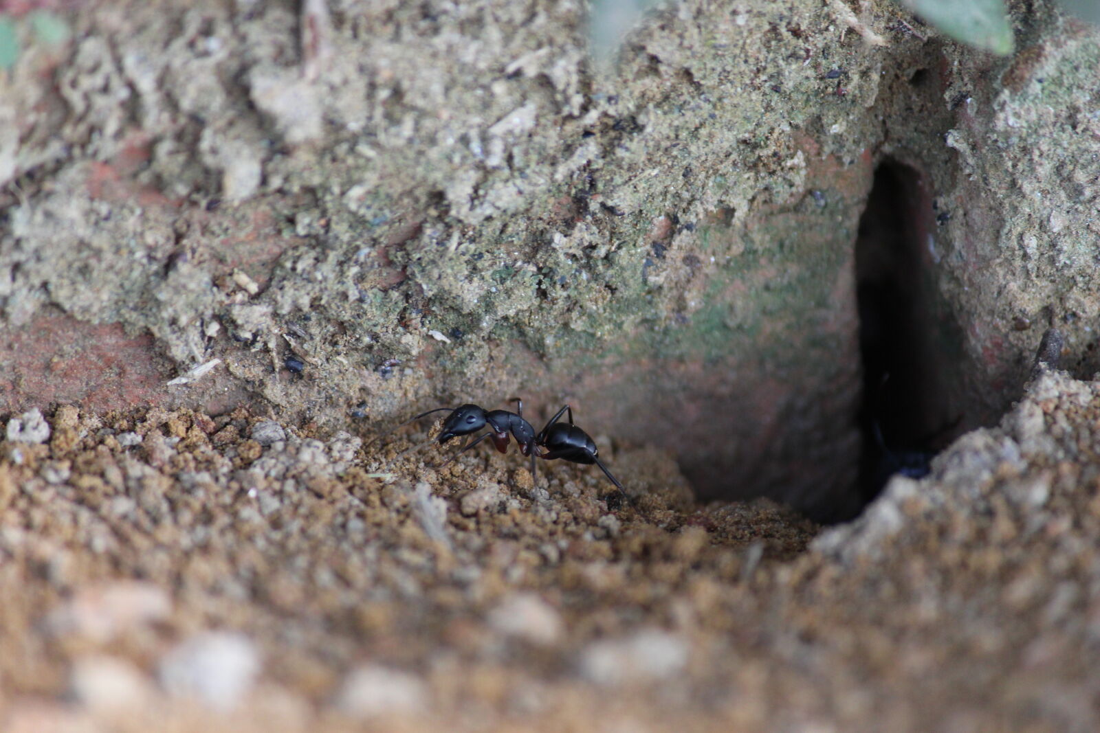 Canon EF-S 55-250mm F4-5.6 IS II sample photo. Ant, blur, nature, nature photography