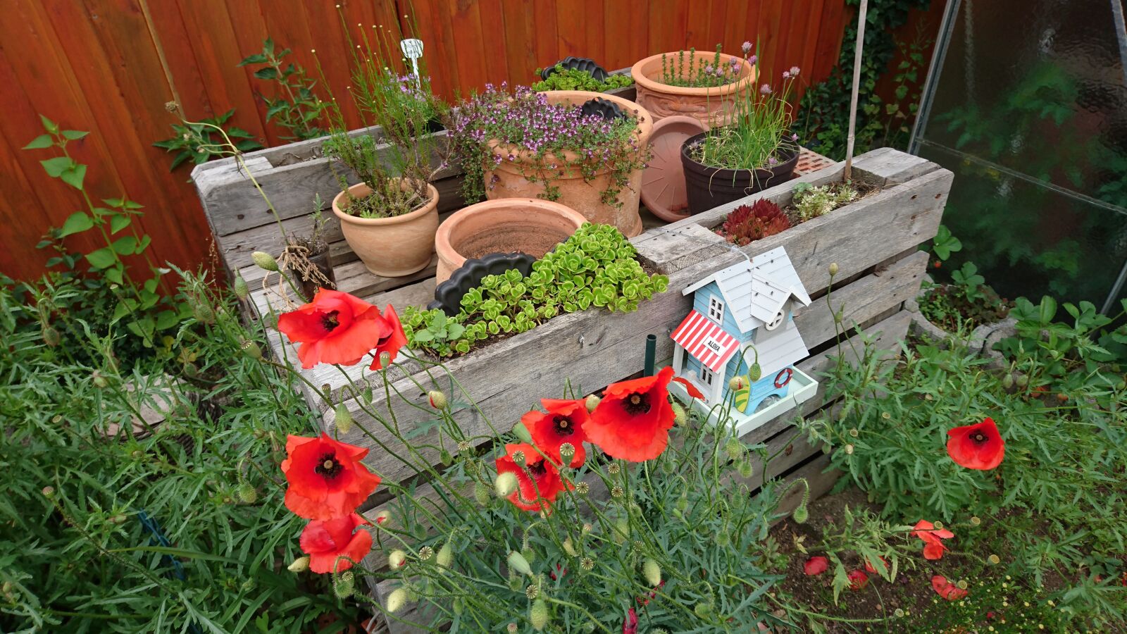 Sony Xperia Z5 Compact sample photo. Herb garden, raised bed photography