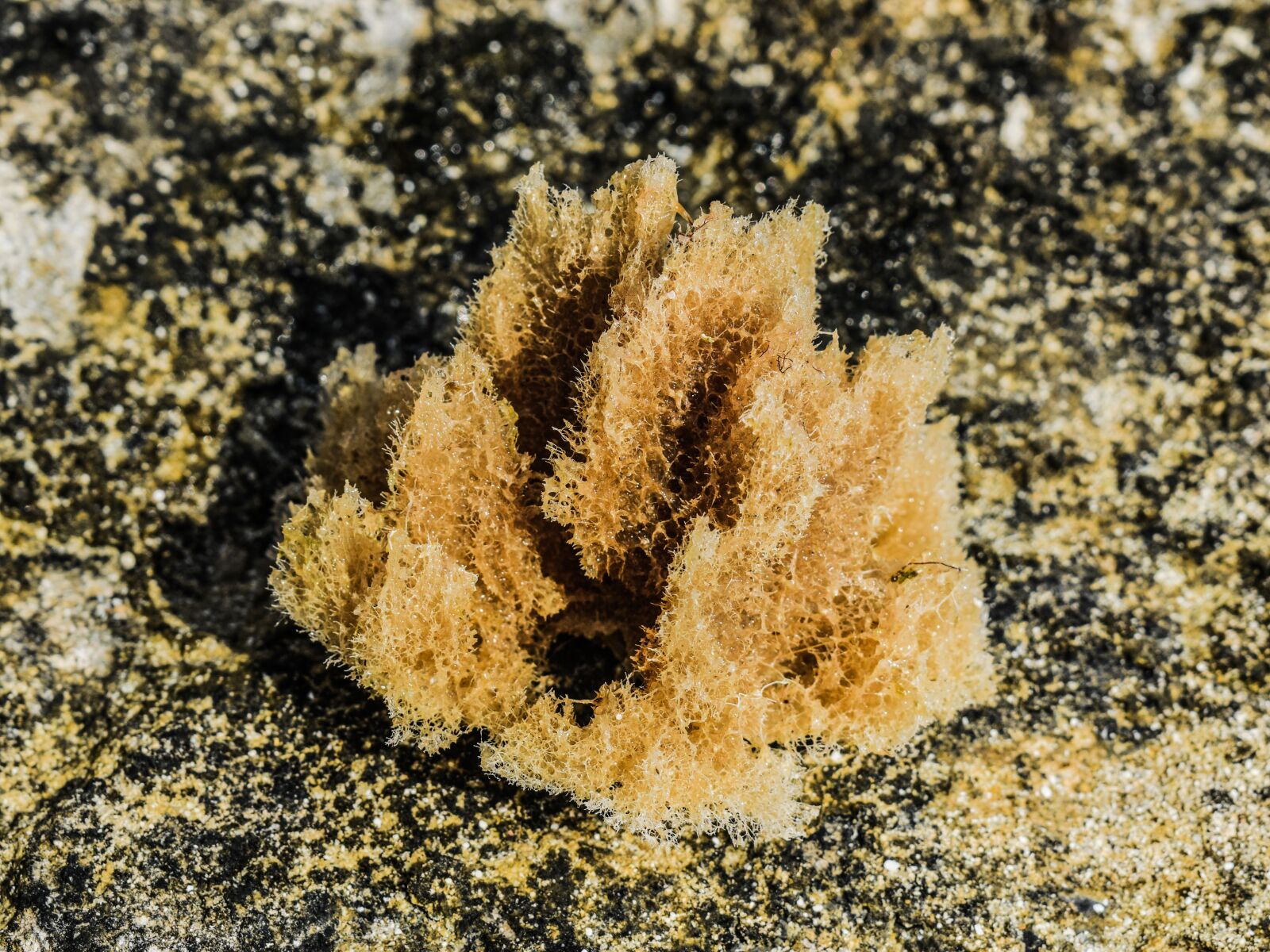 Nikon D3300 sample photo. Sponge, sea, nature photography