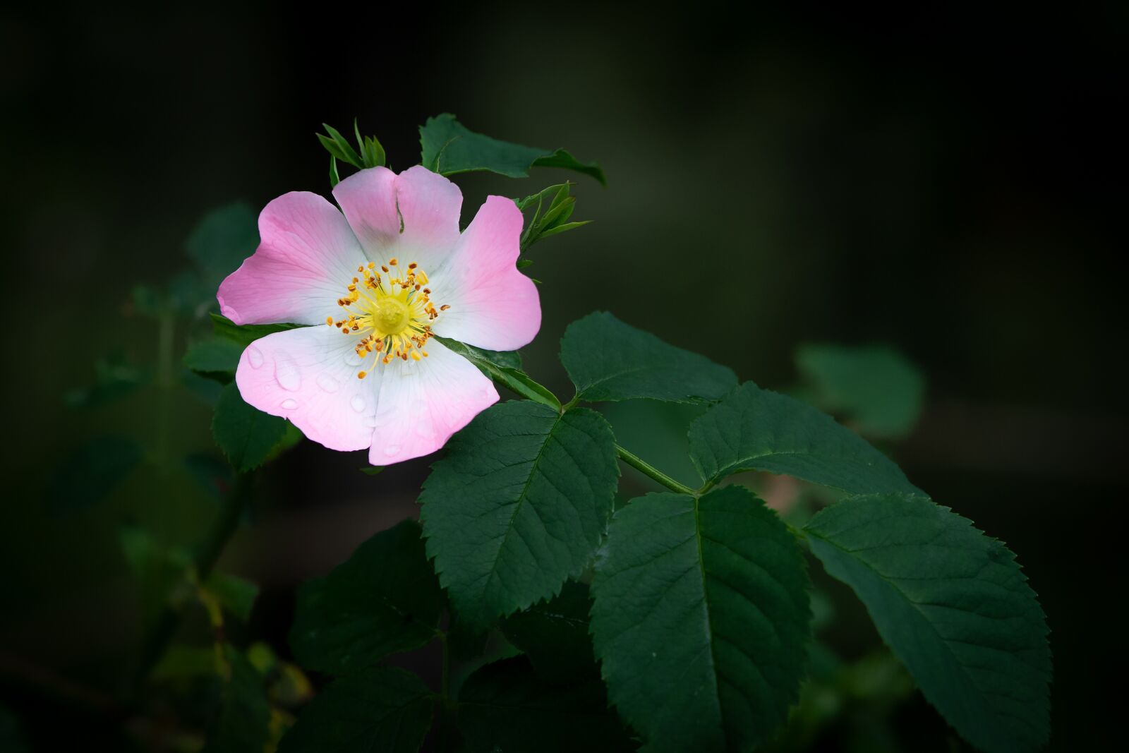 Nikon D7100 sample photo. Blossom, bloom, pink photography