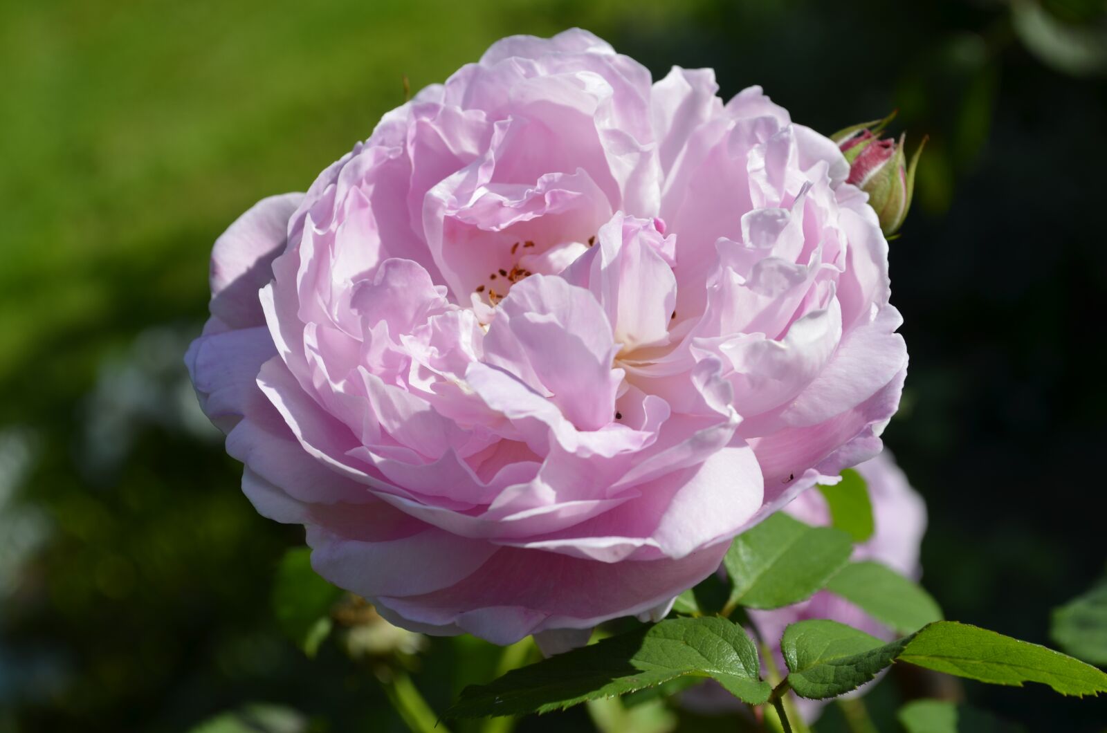 Nikon D5100 sample photo. Flower, rose, pink photography