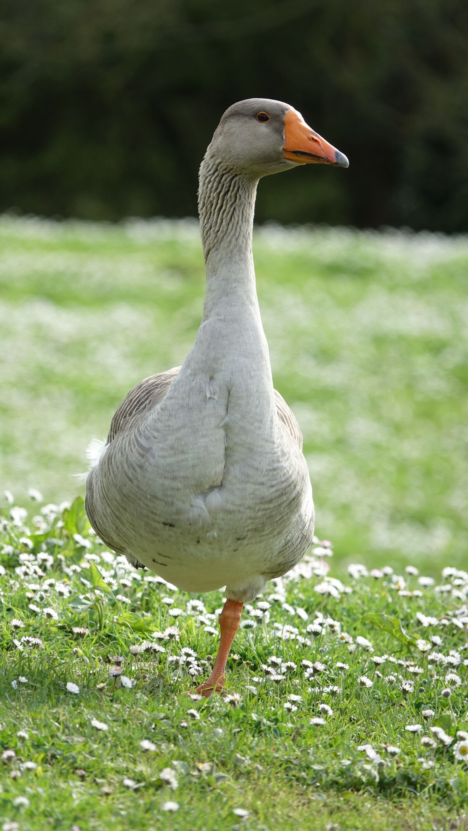 Sony Cyber-shot DSC-RX10 III sample photo. Goose, animal, fauna photography