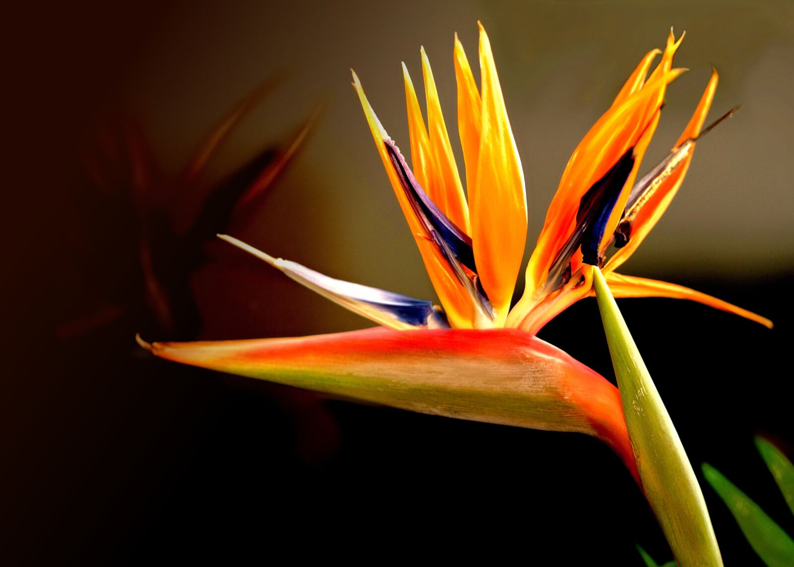 Sony a7R sample photo. Nature, flower, plant photography