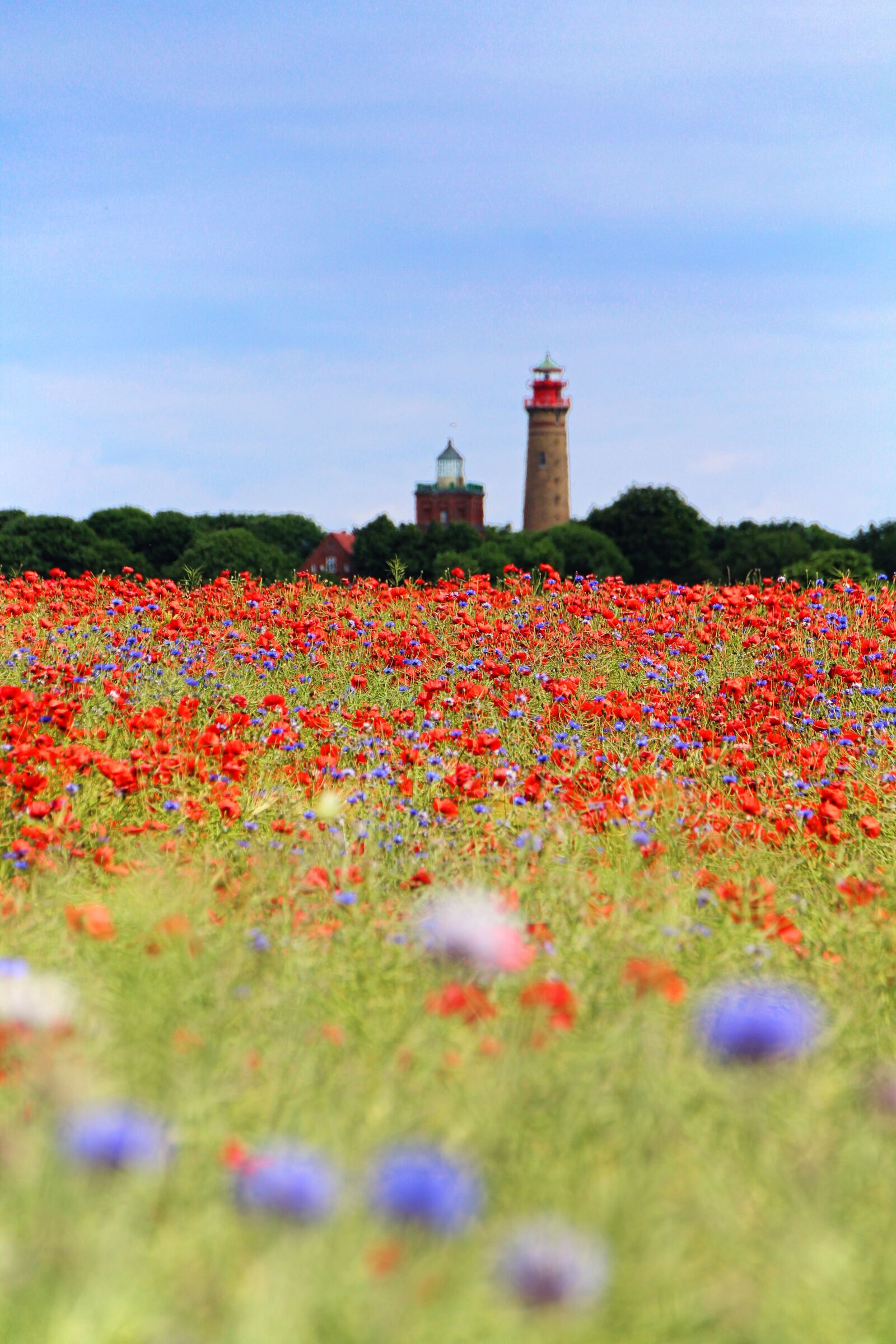 Canon EOS 1300D (EOS Rebel T6 / EOS Kiss X80) sample photo. Poppy, field of poppies photography