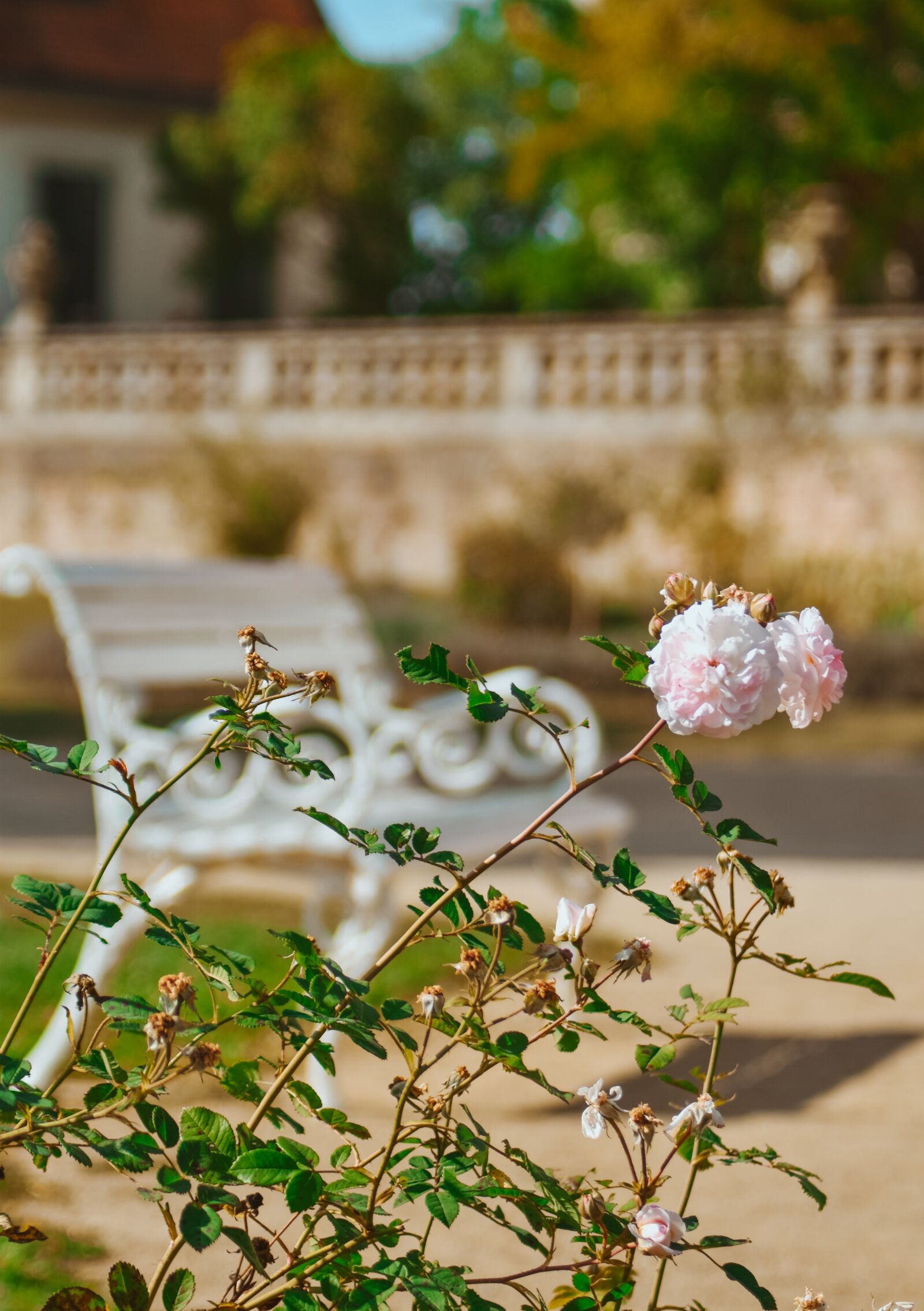 Nikon D5600 sample photo. Bank, rose, romance photography