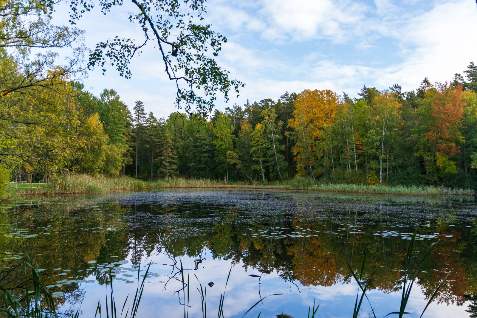 Canon EOS 6D Mark II sample photo. Sweden, gr nna, gr photography