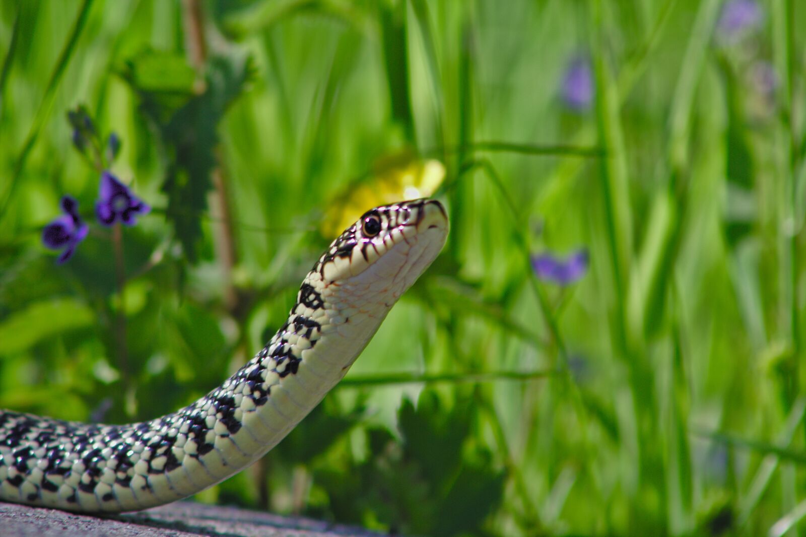 Canon EOS 600D (Rebel EOS T3i / EOS Kiss X5) sample photo. Nature, snake, animals photography