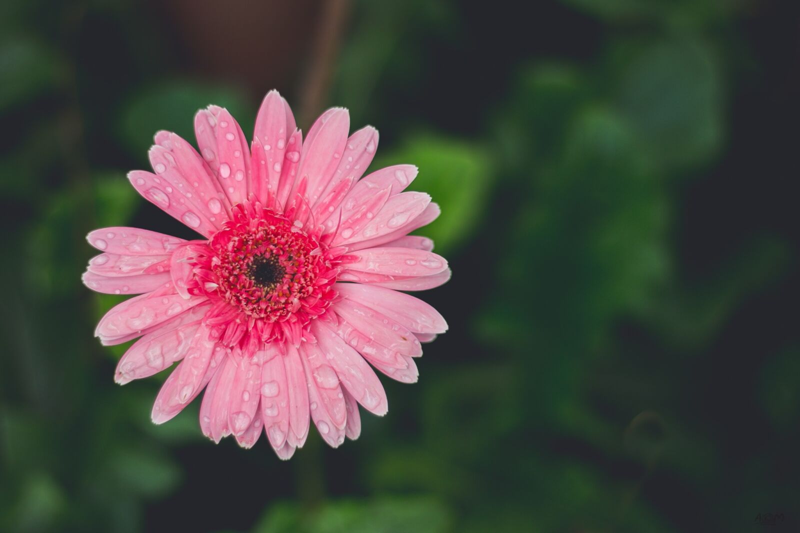 Canon EOS 70D + Canon EF 50mm F1.8 STM sample photo. Anthemideae, chrysanthemum, flowers photography