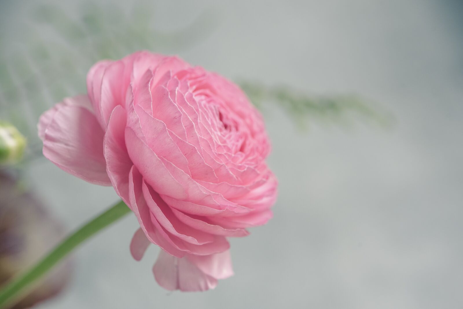 Nikon D750 sample photo. Ranunculus, pink, pink ranunkel photography