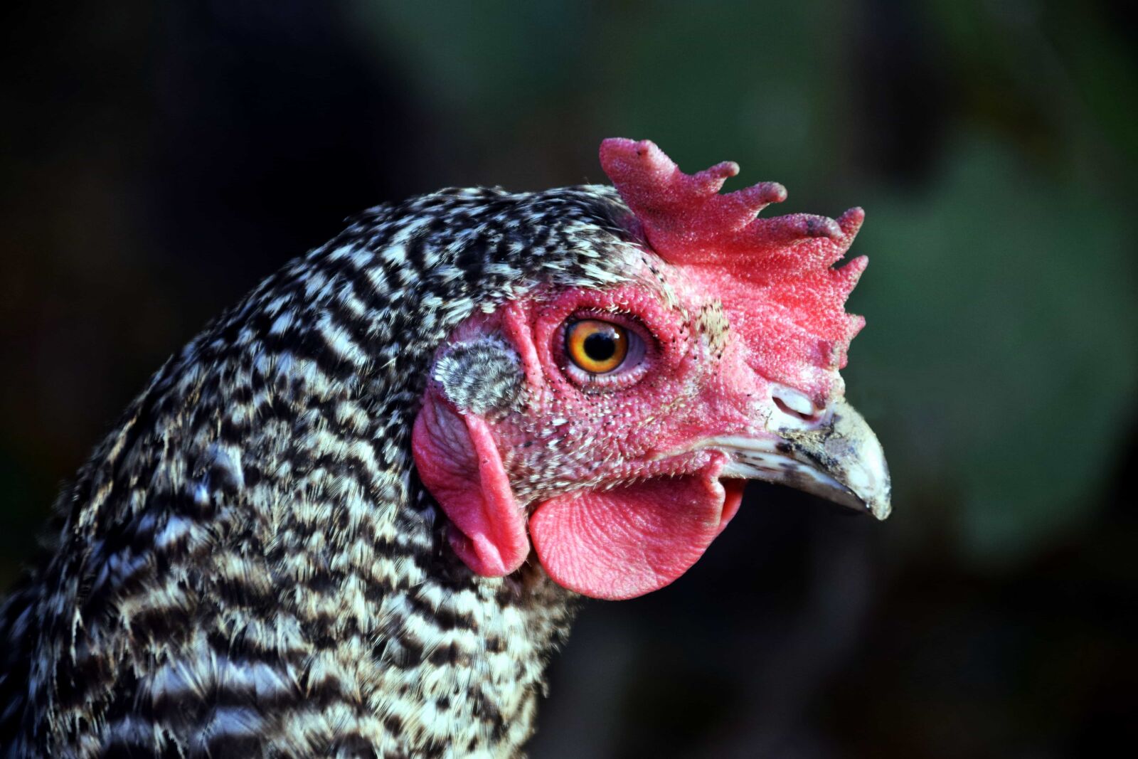 Nikon D3300 sample photo. Poultry, chicken, hen, nature photography