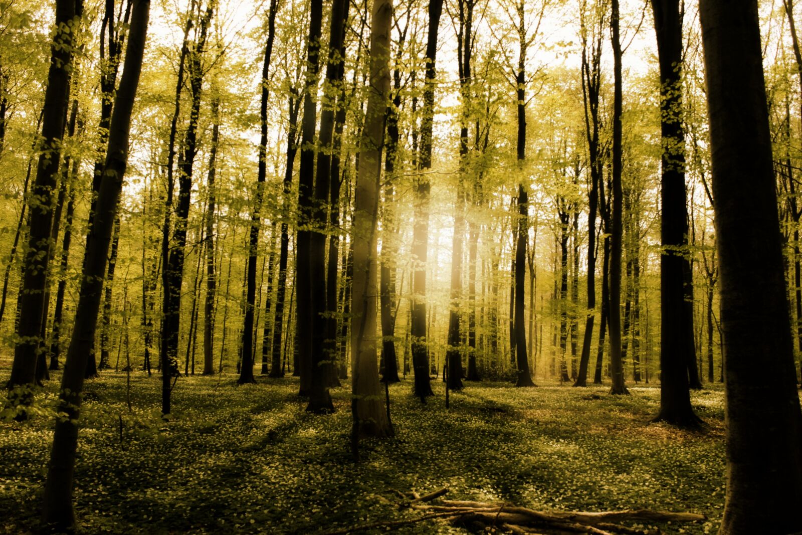 Canon EOS 600D (Rebel EOS T3i / EOS Kiss X5) sample photo. Forest, sunshine, sunlight photography