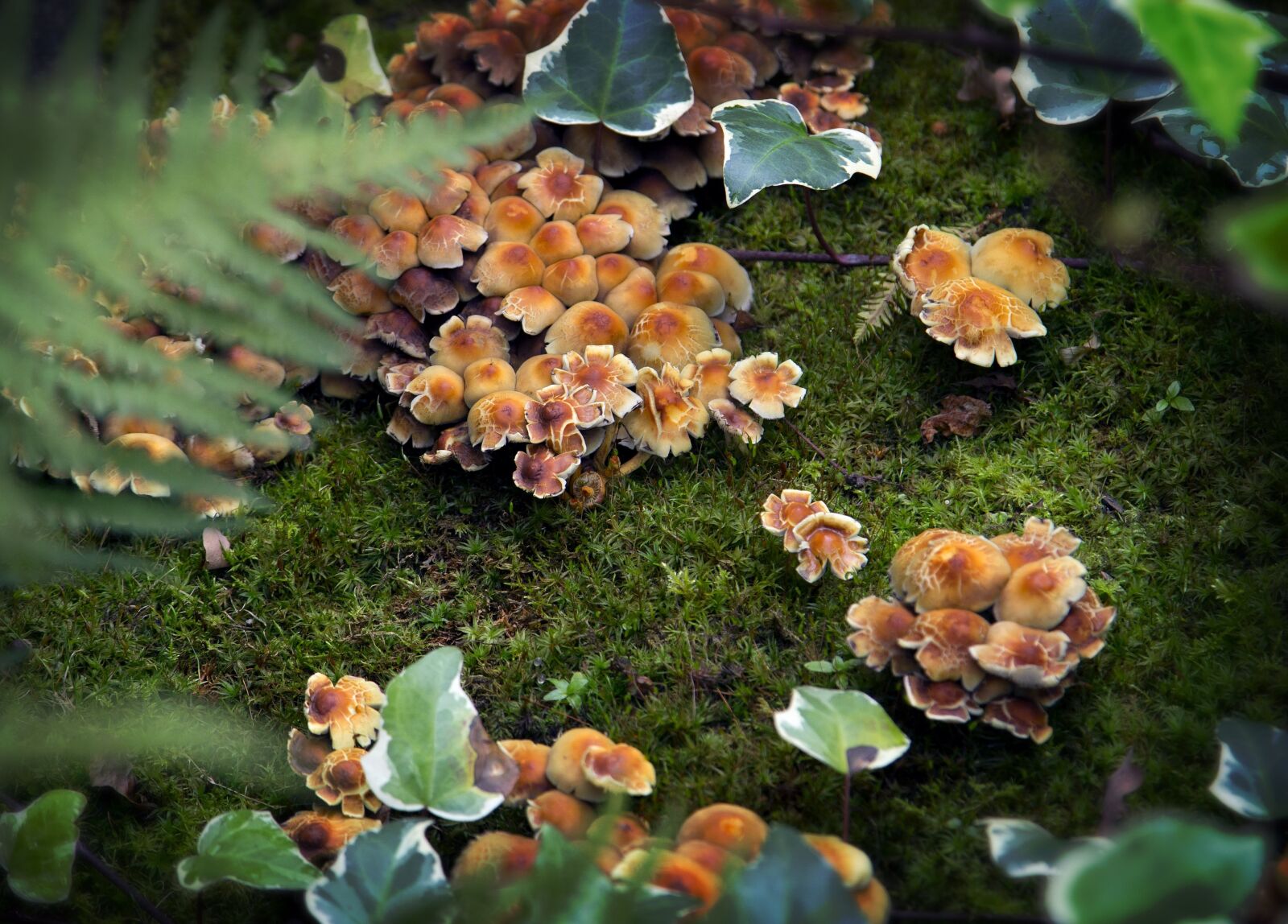 Canon EOS 6D + Canon EF 24-105mm F4L IS USM sample photo. Mushrooms, nature, natural photography