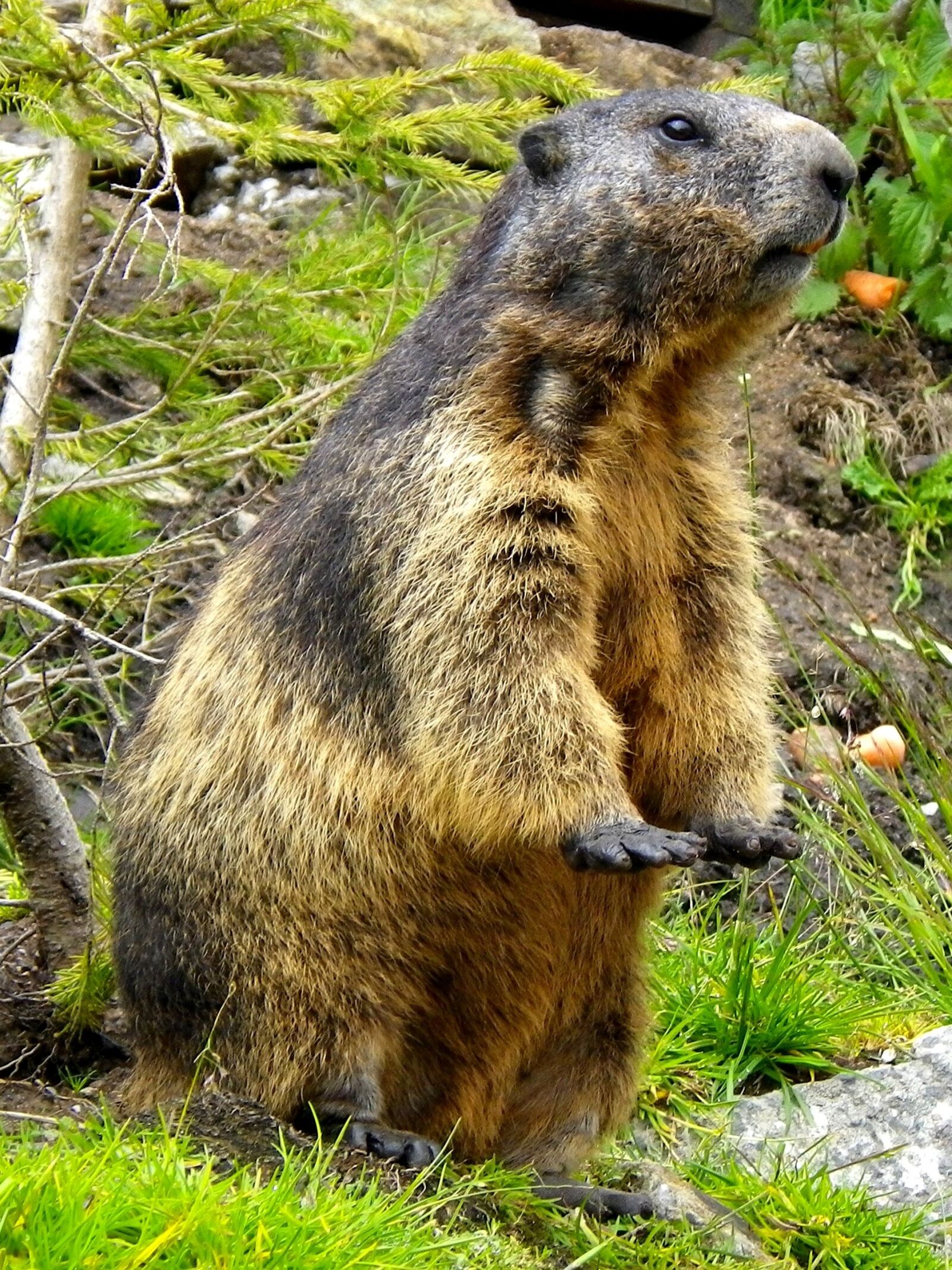 Pentax Optio W90 sample photo. Marmot, rodent, close up photography