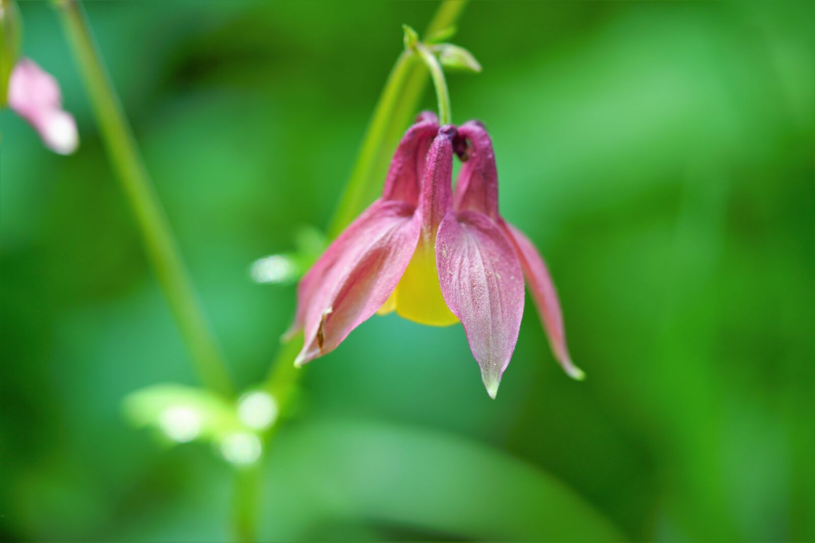 Sony a7R III + Sony FE 90mm F2.8 Macro G OSS sample photo. Flower, nature, spring photography