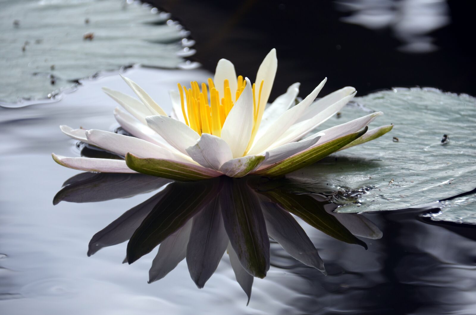 Nikon D7000 sample photo. Lotus, flower, pond photography