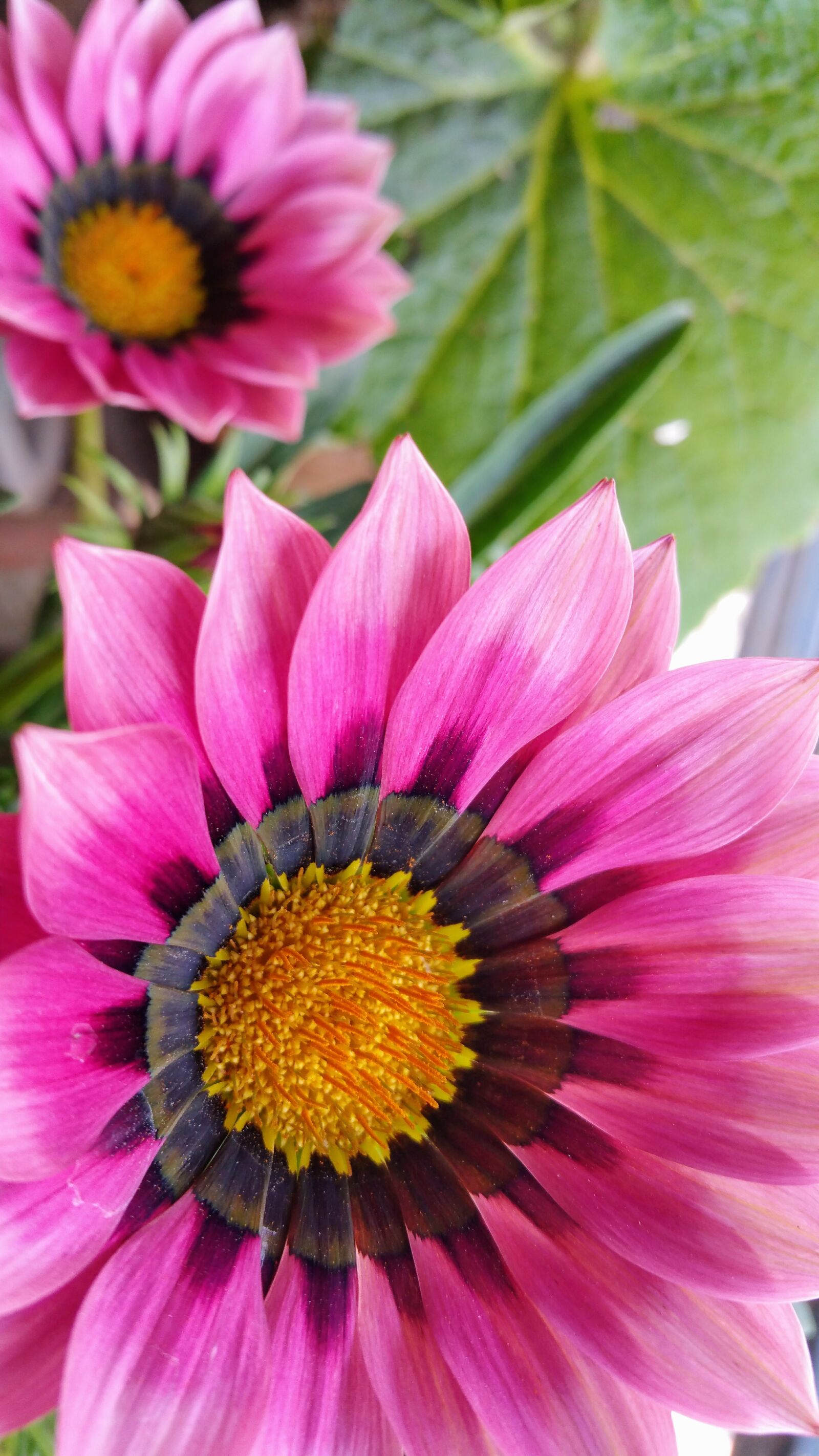 Samsung Galaxy Note4 sample photo. Beautiful, beautiful, flowers, bloom photography