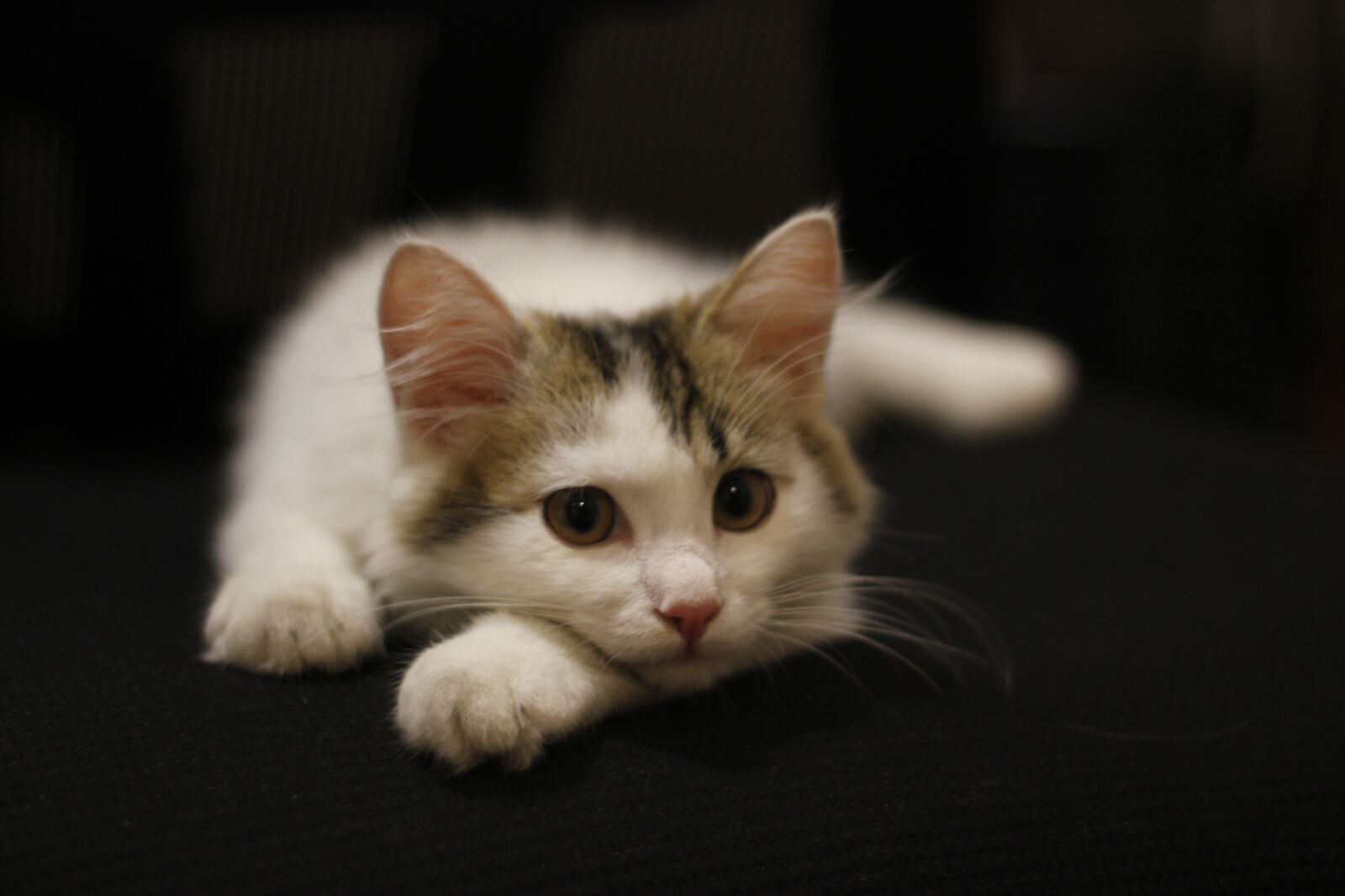 Canon EOS 550D (EOS Rebel T2i / EOS Kiss X4) sample photo. Kitty, animal, cat photography