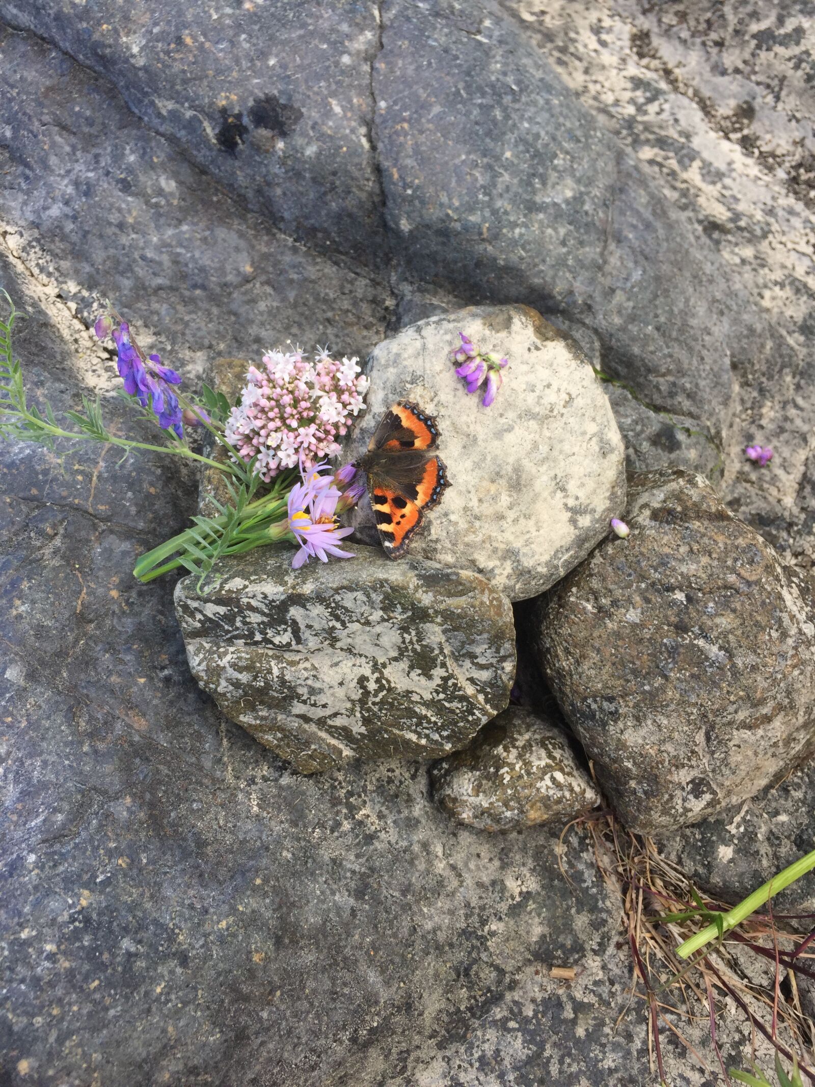 Apple iPhone 6 sample photo. Butterfly, stone, decoration photography
