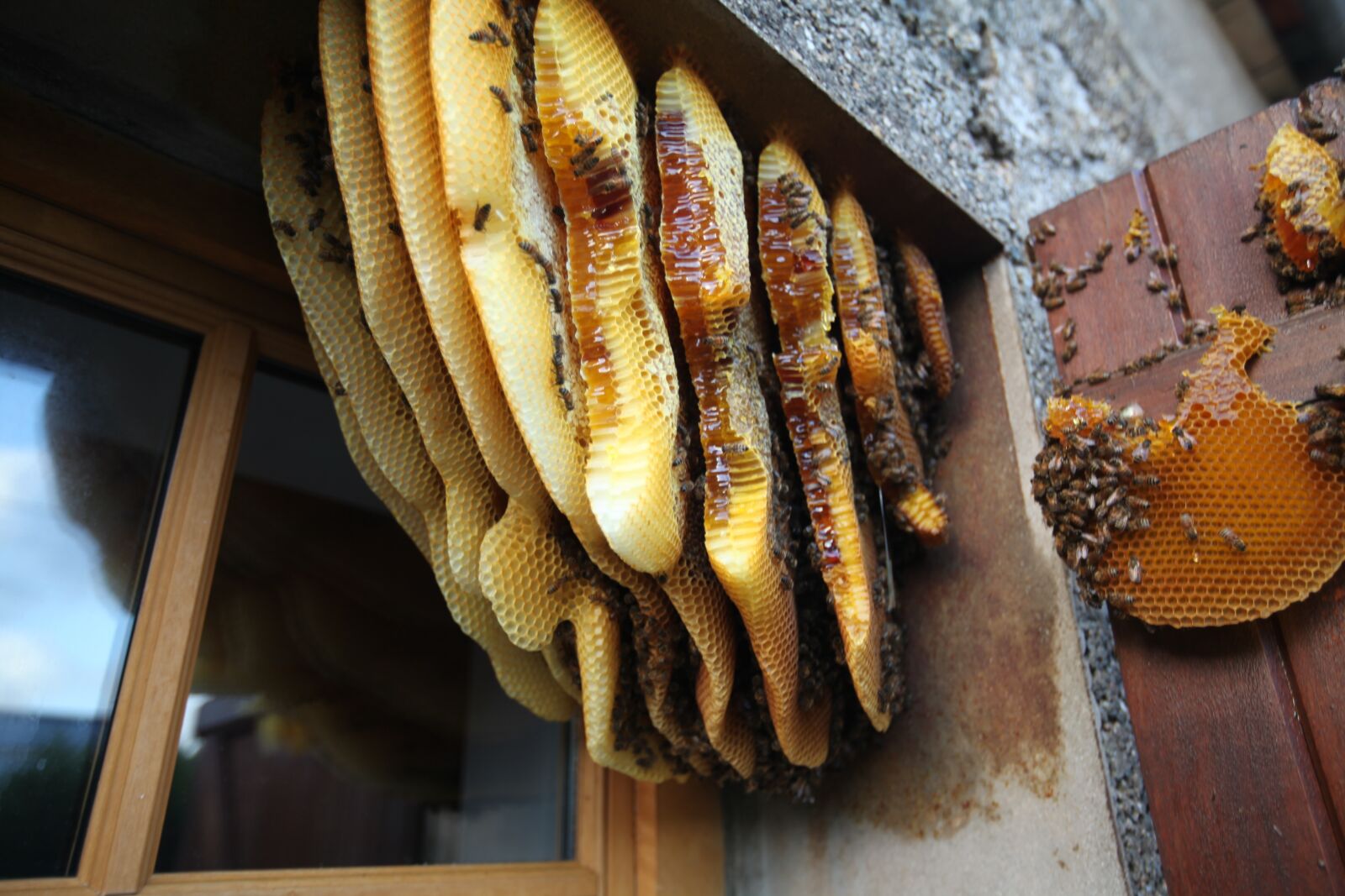 Canon EOS 5D Mark II sample photo. Hive, behind the shutters photography