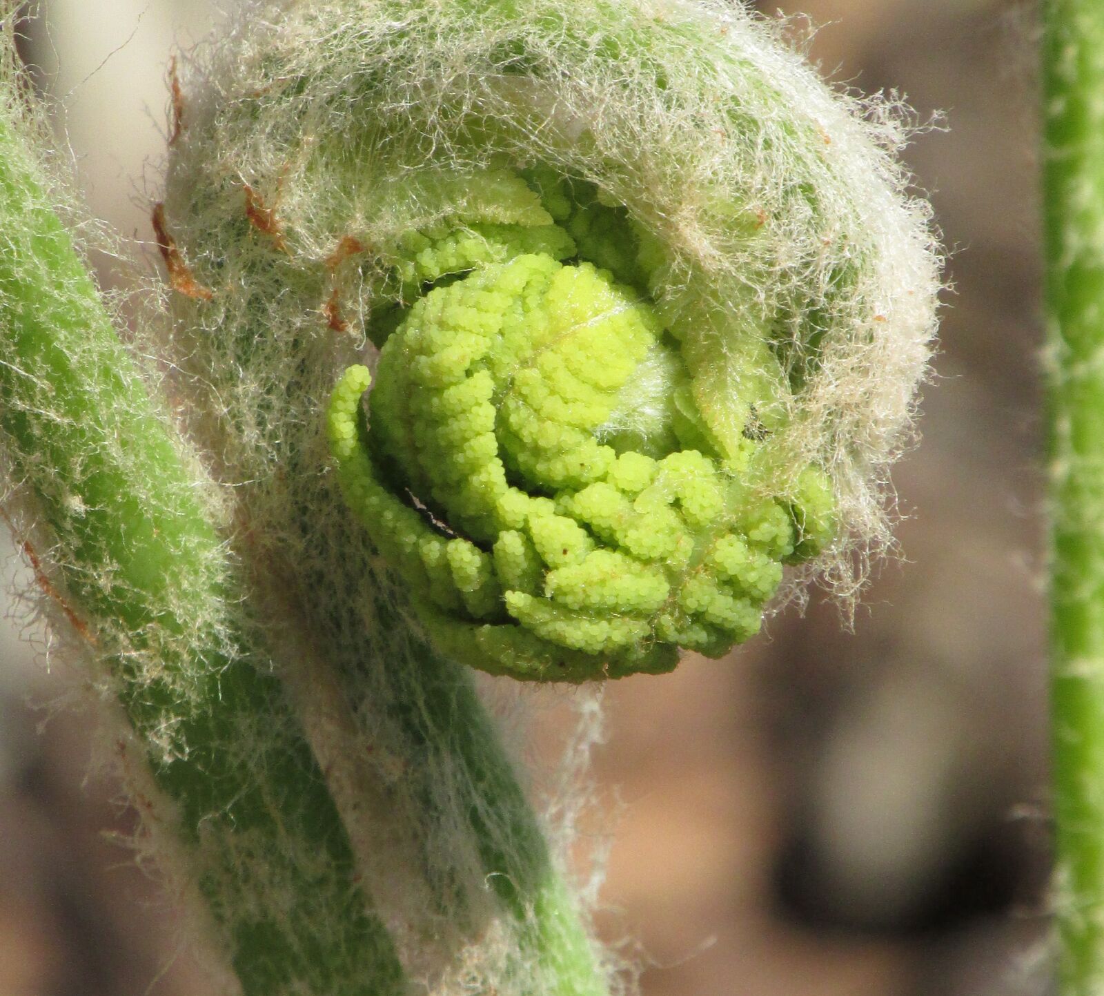 Canon PowerShot SX160 IS sample photo. Spring, growth, nature photography