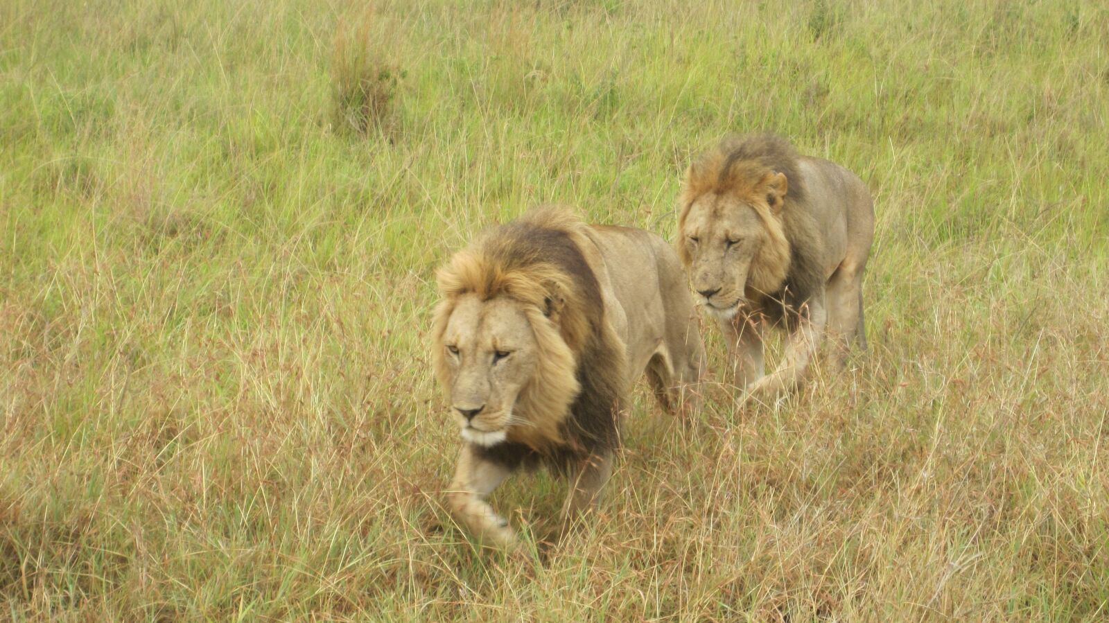 Canon PowerShot SD780 IS (Digital IXUS 100 IS / IXY Digital 210 IS) sample photo. Lions, africa, predator photography