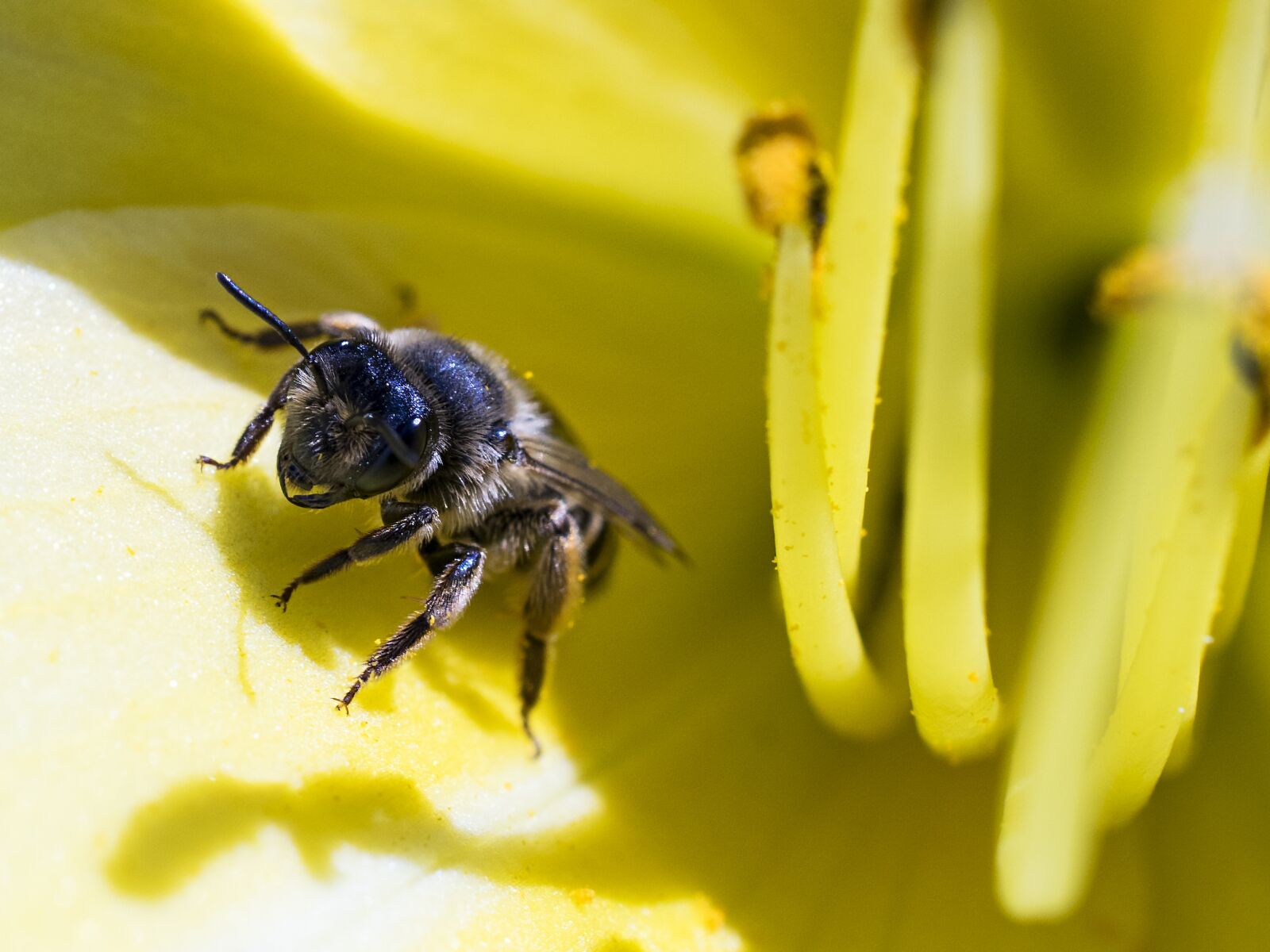 Nikon D3300 sample photo. Bee, macro, close-up photography photography
