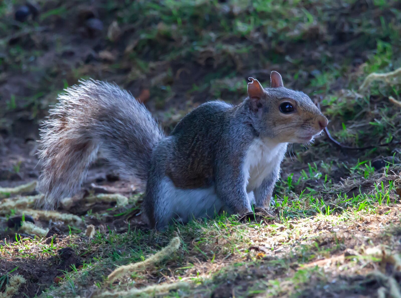 150-600mm F5-6.3 DG OS HSM | Contemporary 015 sample photo. Grey squirrel, squirrel, cute photography