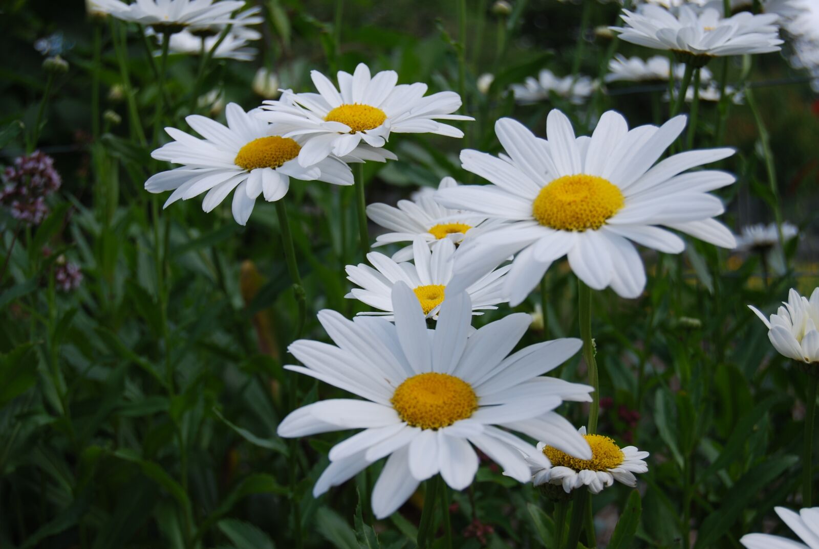 Nikon D60 sample photo. Flowers, nature, petals photography