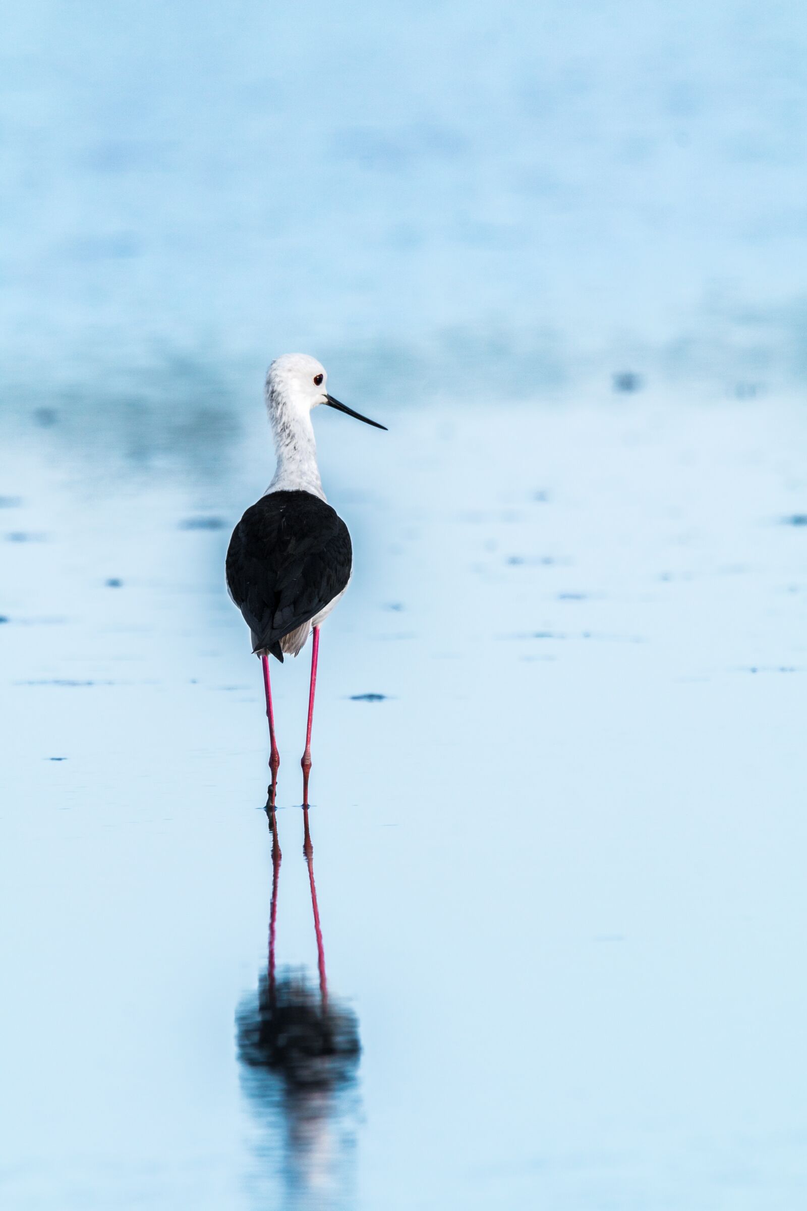 150-600mm F5-6.3 DG OS HSM | Contemporary 015 sample photo. Stilt bird, stilt, mirroring photography